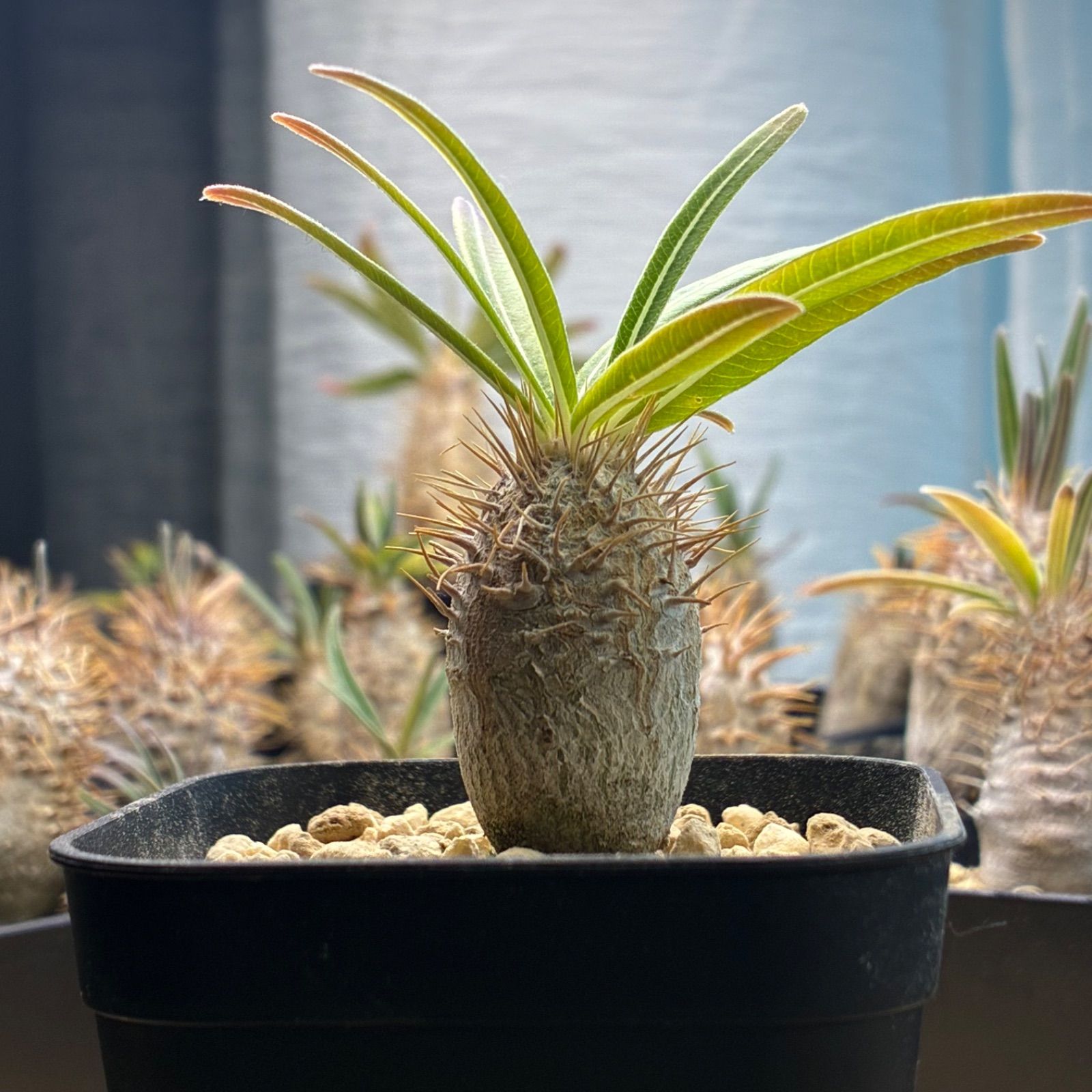 塊根植物】パキポディウム グラキリス 鉢ごと発送 送料無料 #230