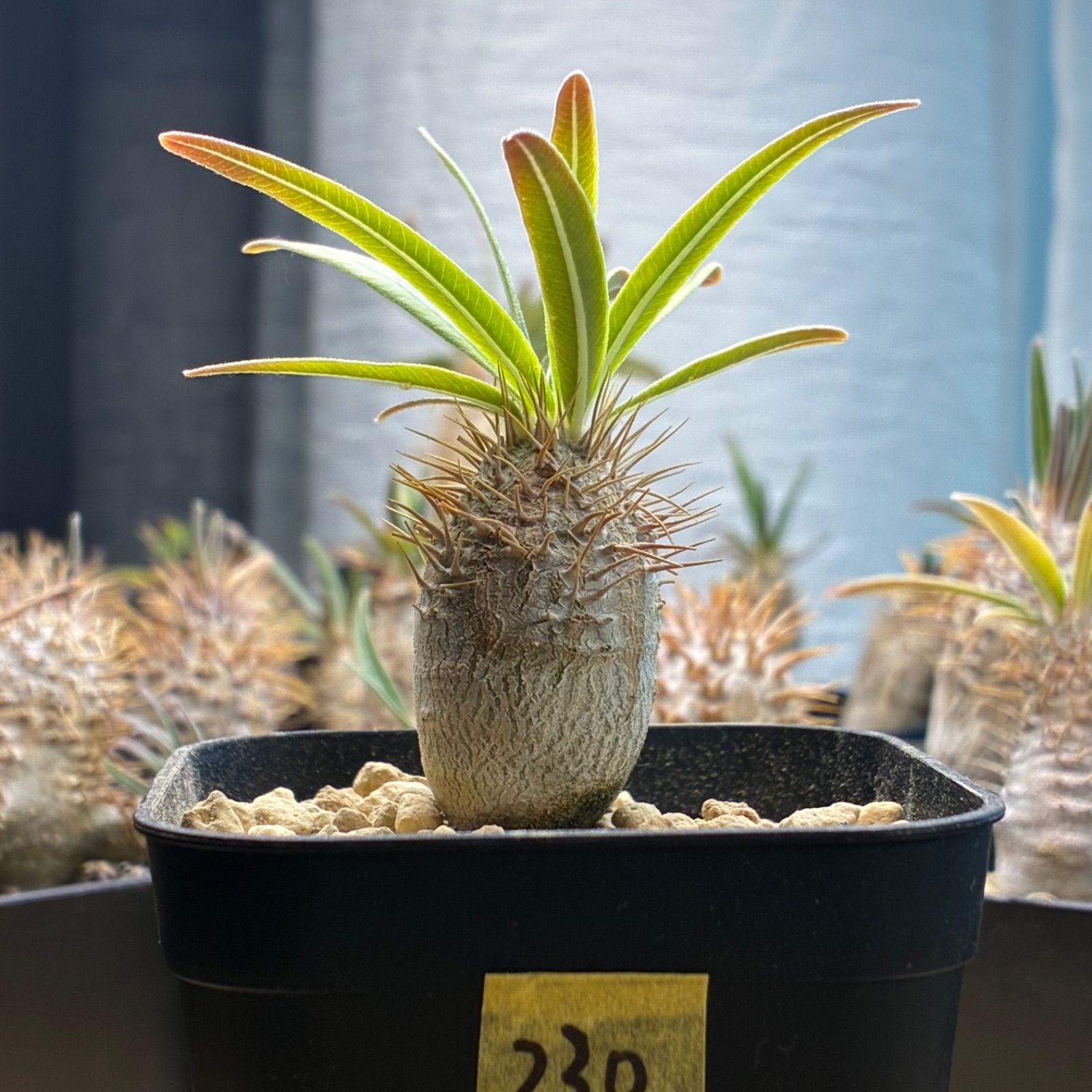 塊根植物】パキポディウム グラキリス 鉢ごと発送 送料無料 #230