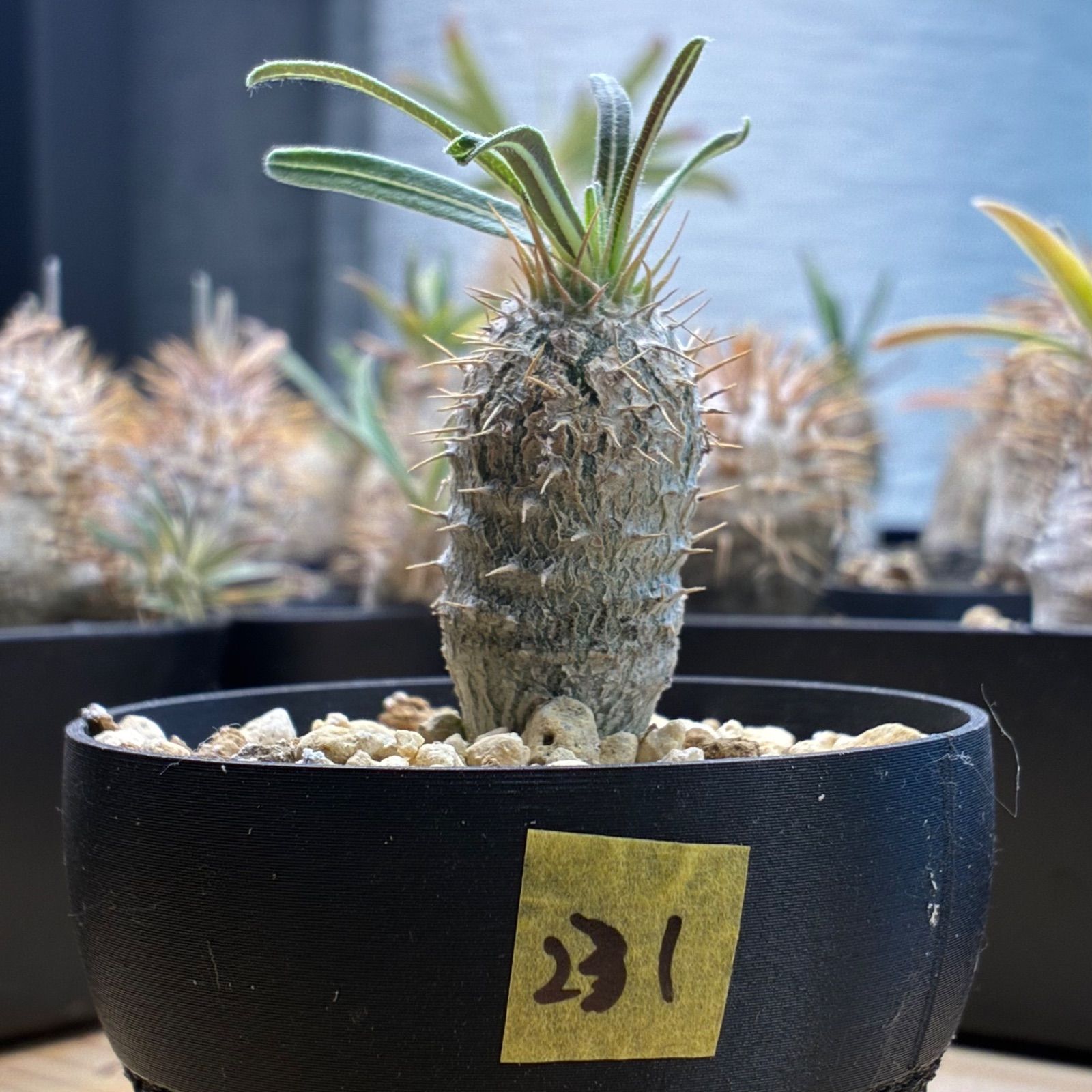 塊根植物】パキポディウム グラキリス 鉢ごと発送 送料無料 #231