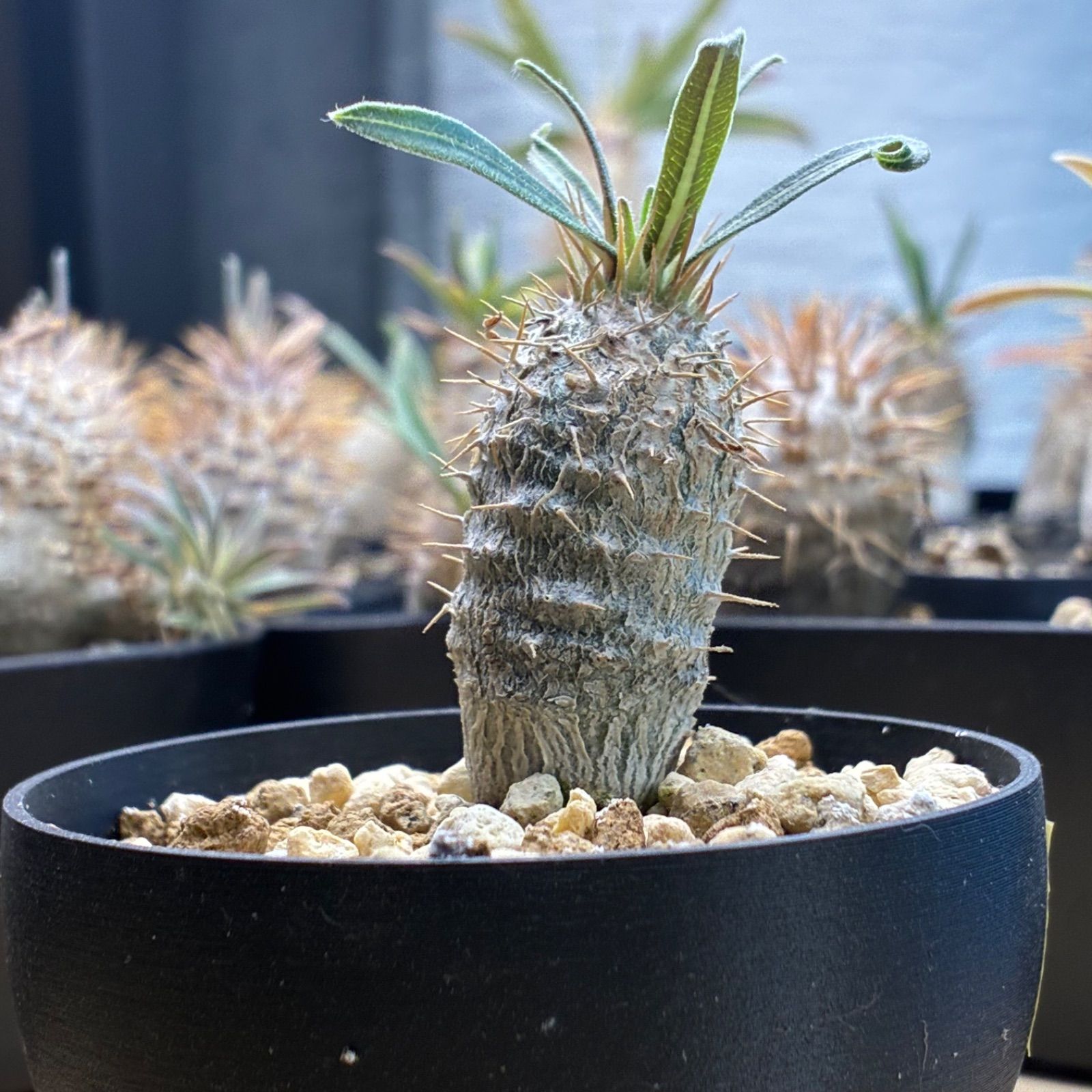 塊根植物】パキポディウム グラキリス 鉢ごと発送 送料無料 #231