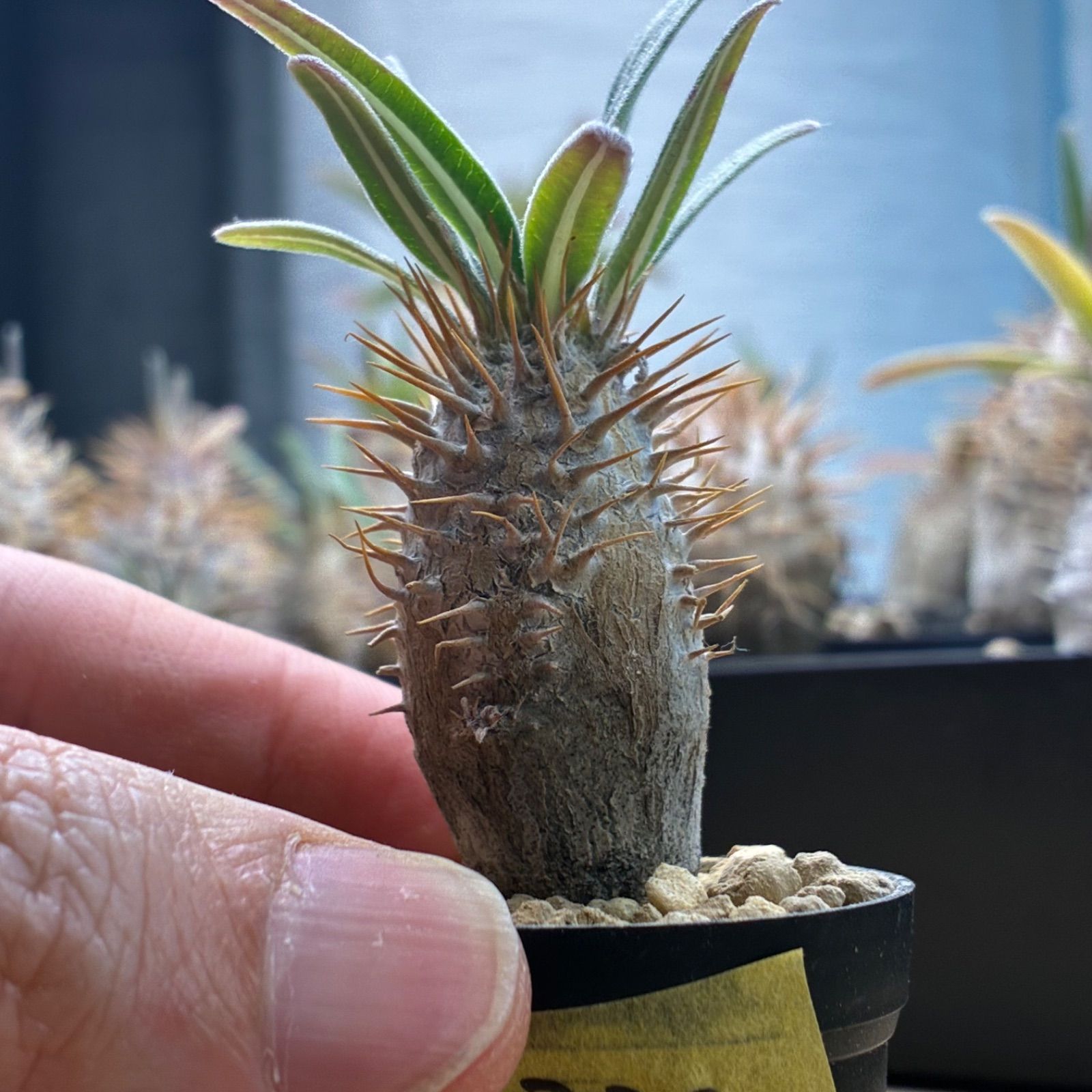 パキポディウムグラキリス 現品鉢ごと発送メルカリ便 塊根植物】パキポディウム グラキリス 鉢ごと発送 送料無料 #226