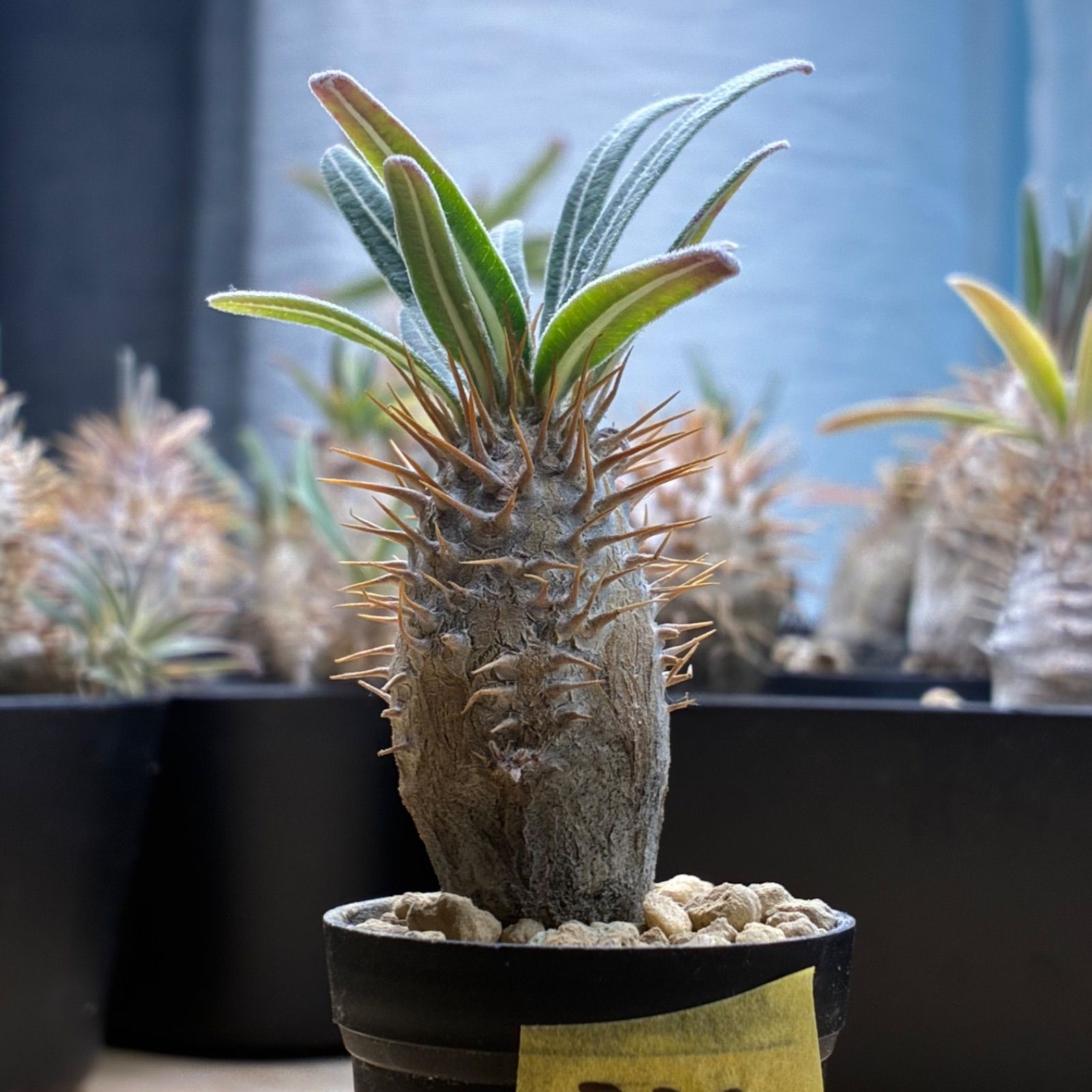 塊根植物】パキポディウム グラキリス 鉢ごと発送 送料無料 #232