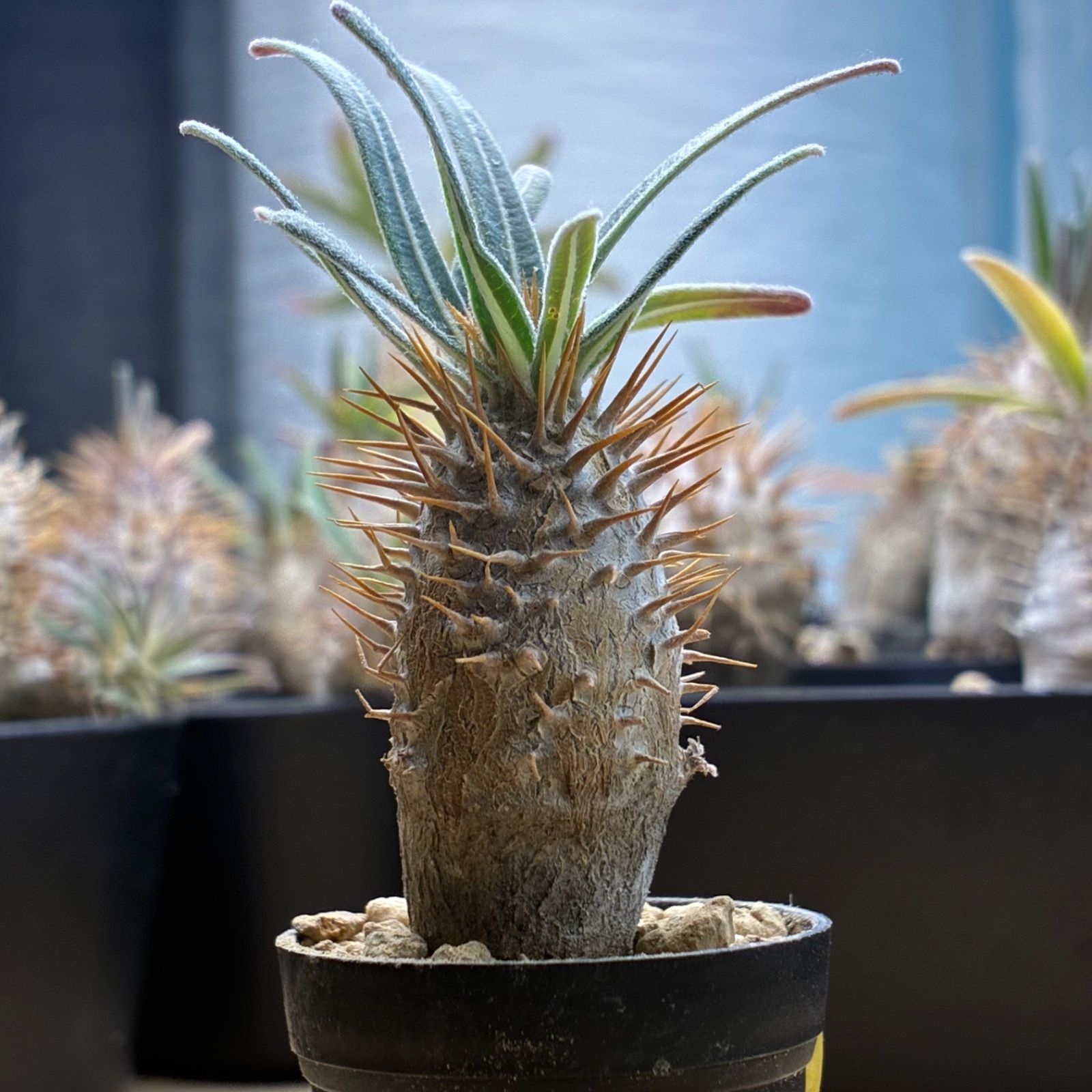 に*丸様 パキポディウム　グラキリス　実生株　鉢のままメルカリ便発送 塊根植物】パキポディウム グラキリス 鉢ごと発送 送料無料 #232