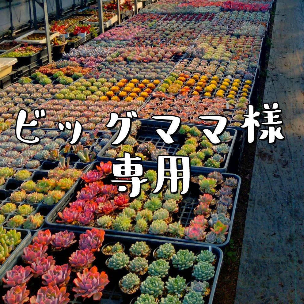 ビッグママ様専用 - メルカリ