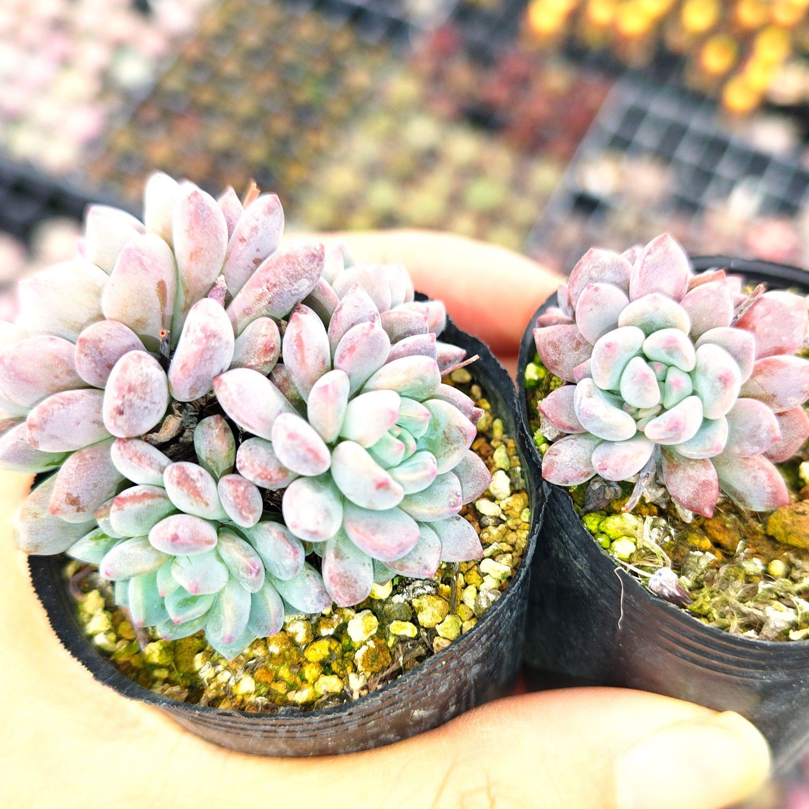 ❤️専用❤️⑥✨メルカリ便✨❤️キュービックフロスティ錦❤️カット♪ ビッグママ様専用 - メルカリ