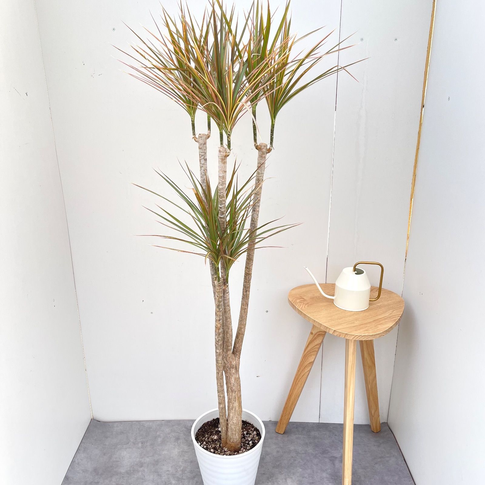 ドラセナ コンシンネ レインボー 4【現品】観葉植物 室内 大型 - メルカリ