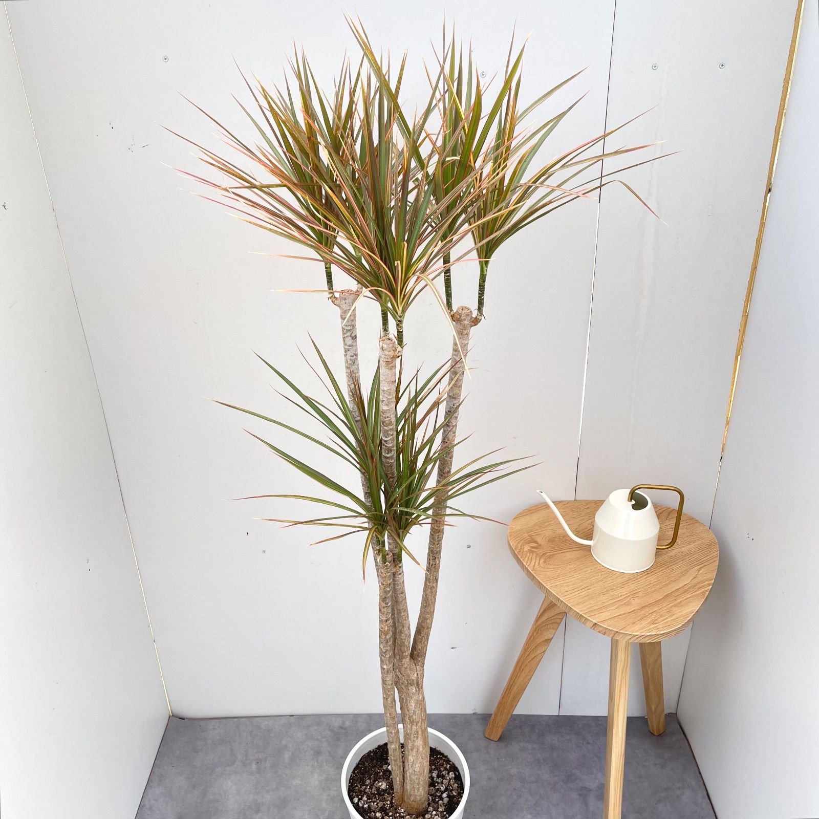 ドラセナ コンシンネ レインボー 4【現品】観葉植物 室内 大型 - メルカリ
