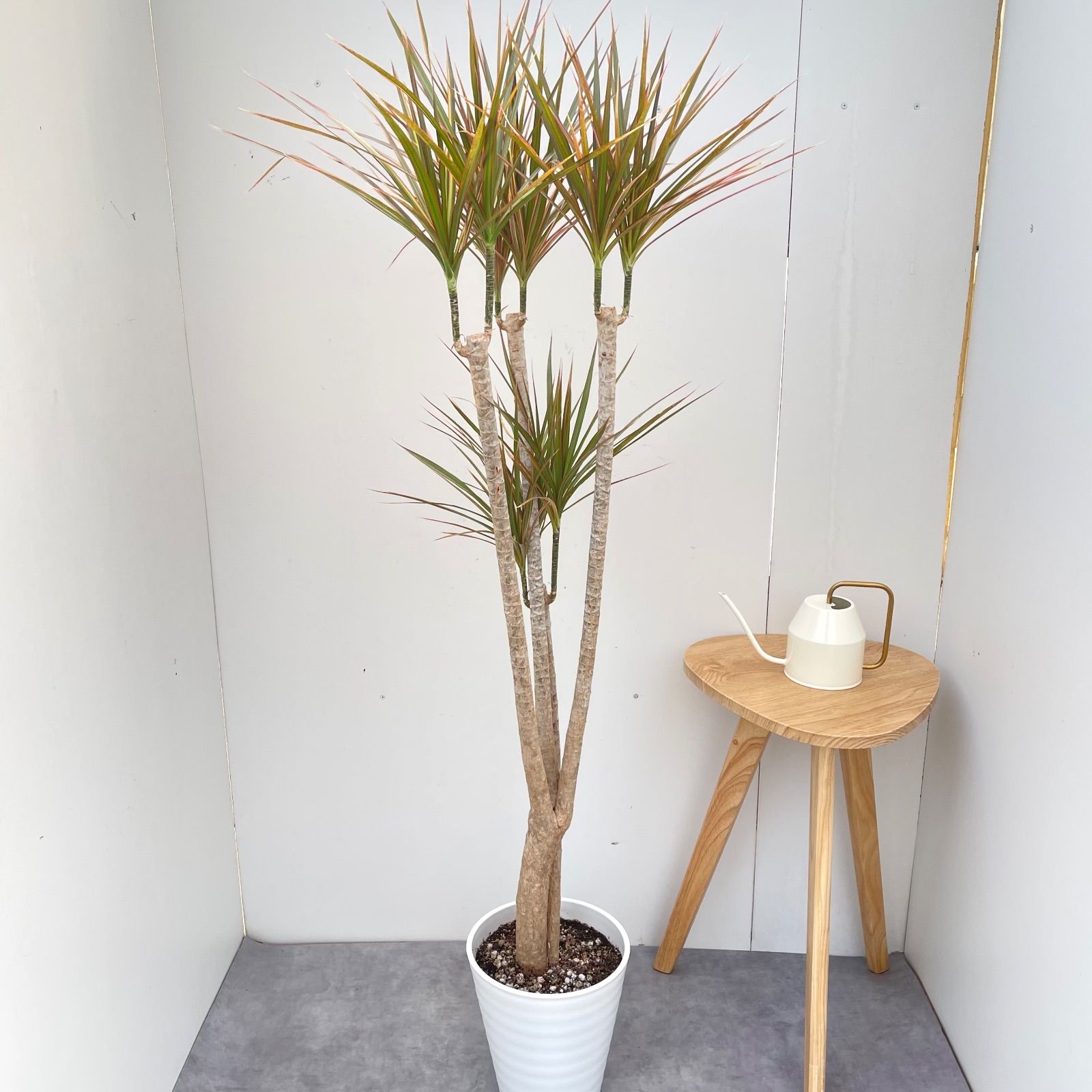 ドラセナ コンシンネ レインボー 4【現品】観葉植物 室内 大型 - メルカリ