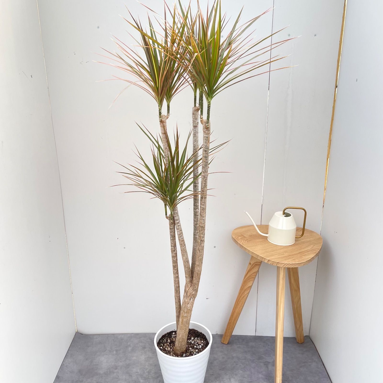 ドラセナ コンシンネ レインボー 4【現品】観葉植物 室内 大型 - メルカリ