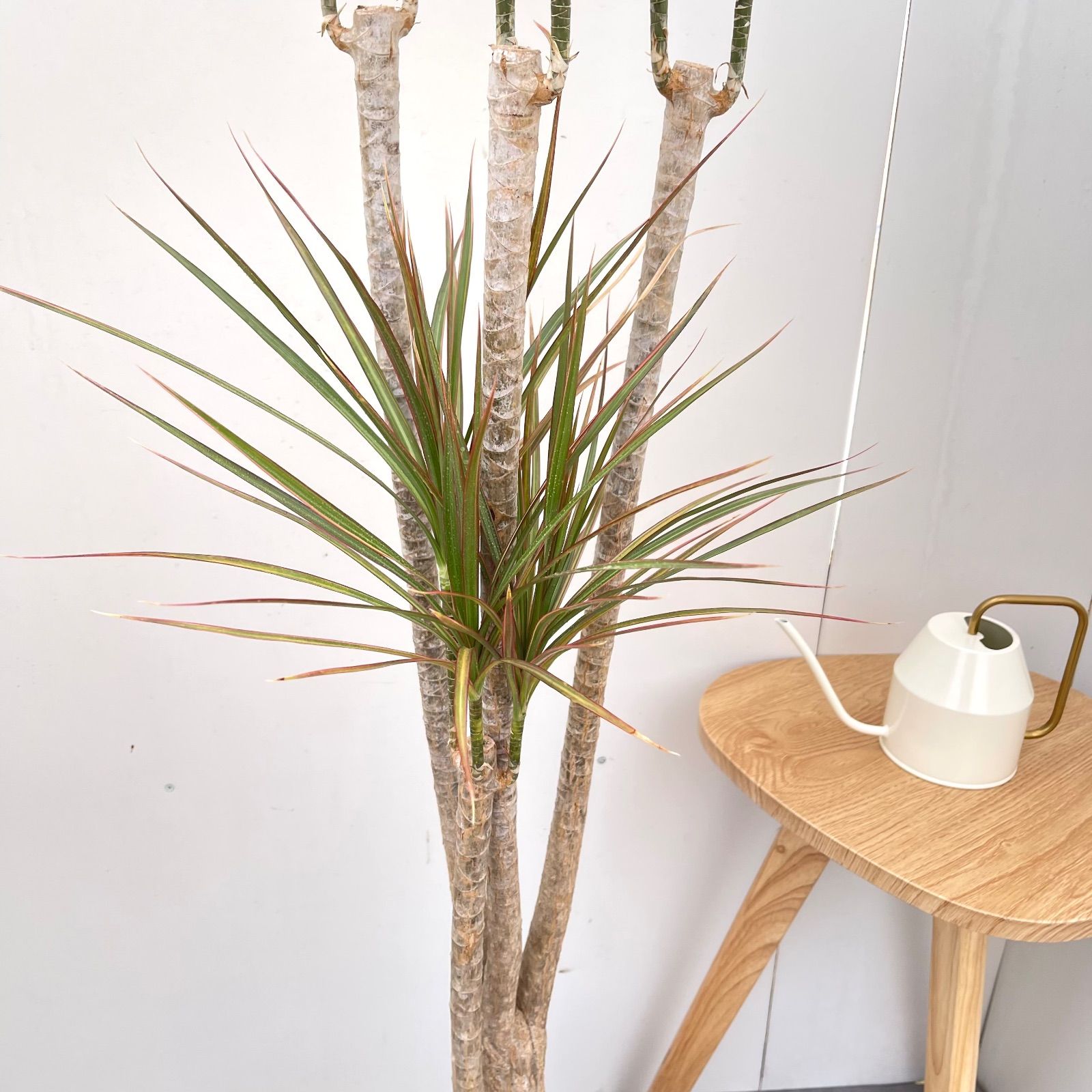 ドラセナ コンシンネ レインボー 4【現品】観葉植物 室内 大型 - メルカリ
