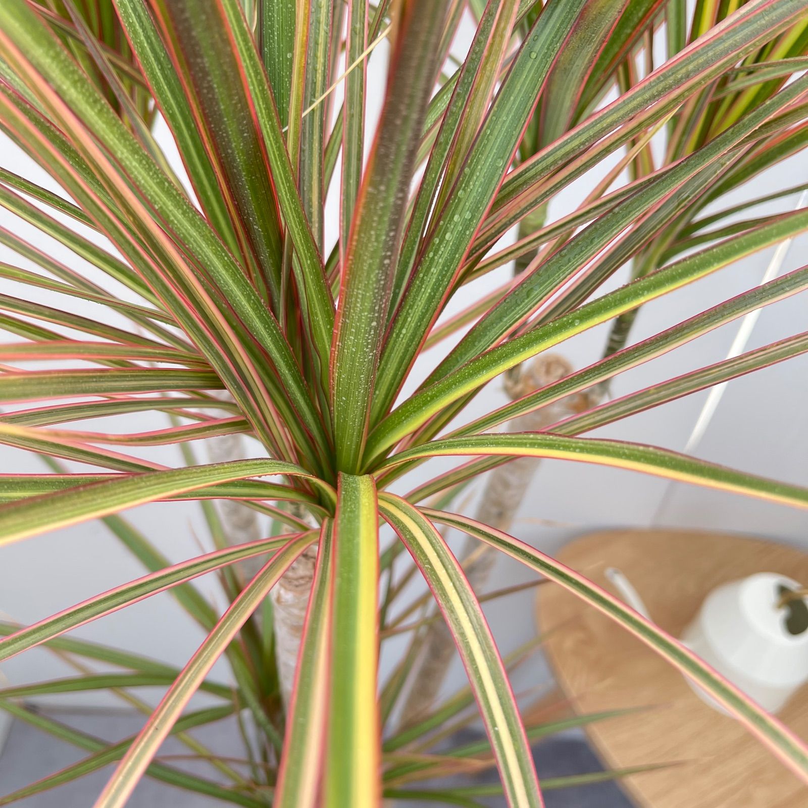 ドラセナ コンシンネ レインボー 4【現品】観葉植物 室内 大型 - メルカリ
