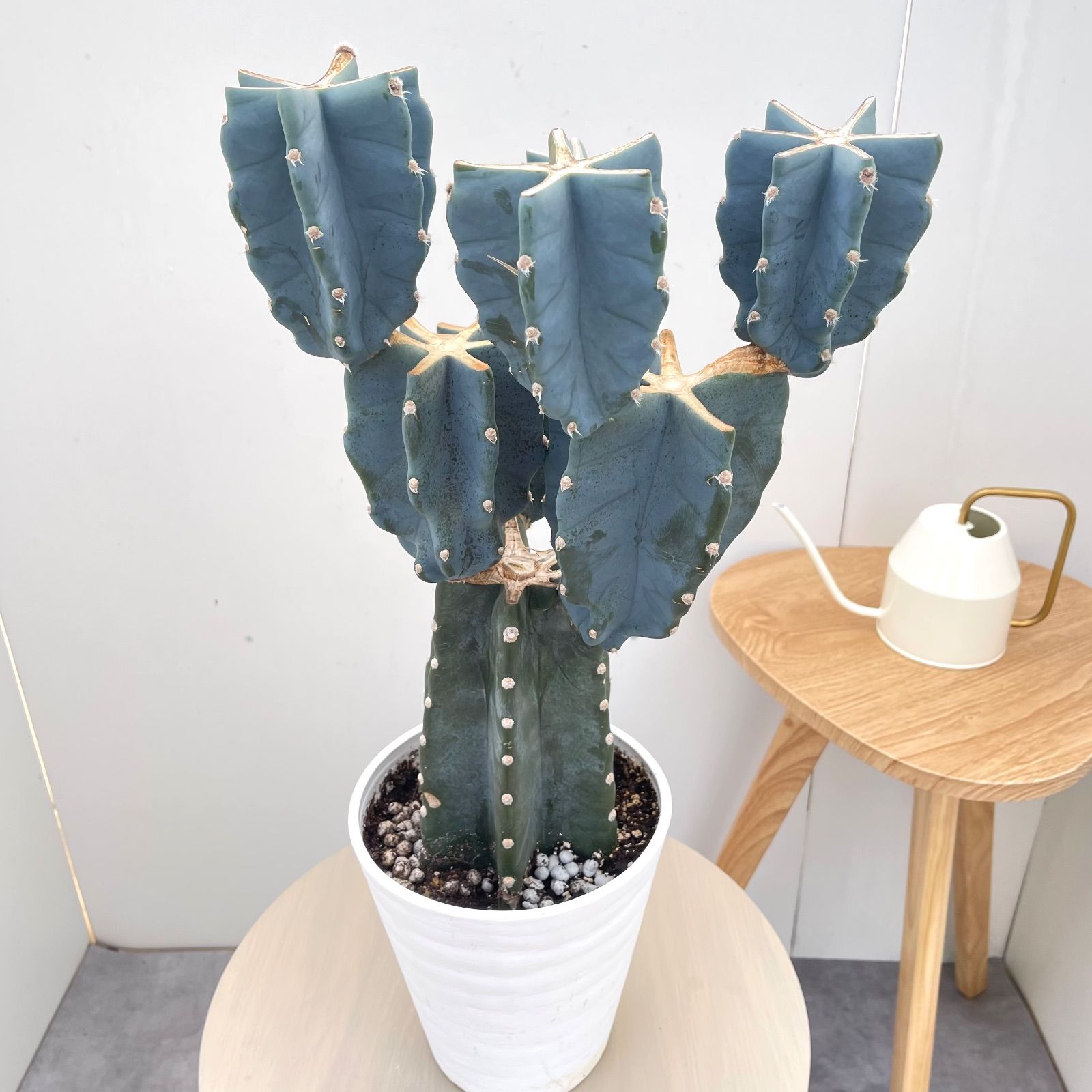 柱サボテン ブランチ 2【現品】観葉植物 室内 ドライガーデン 6号