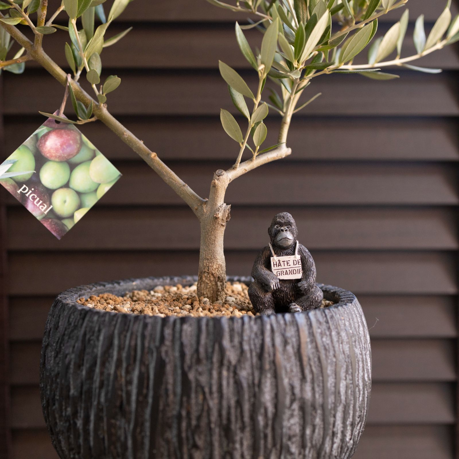 創樹 Olive オリーブの木 盆栽 SOUJU Picual ピクアル オリーブ 7号