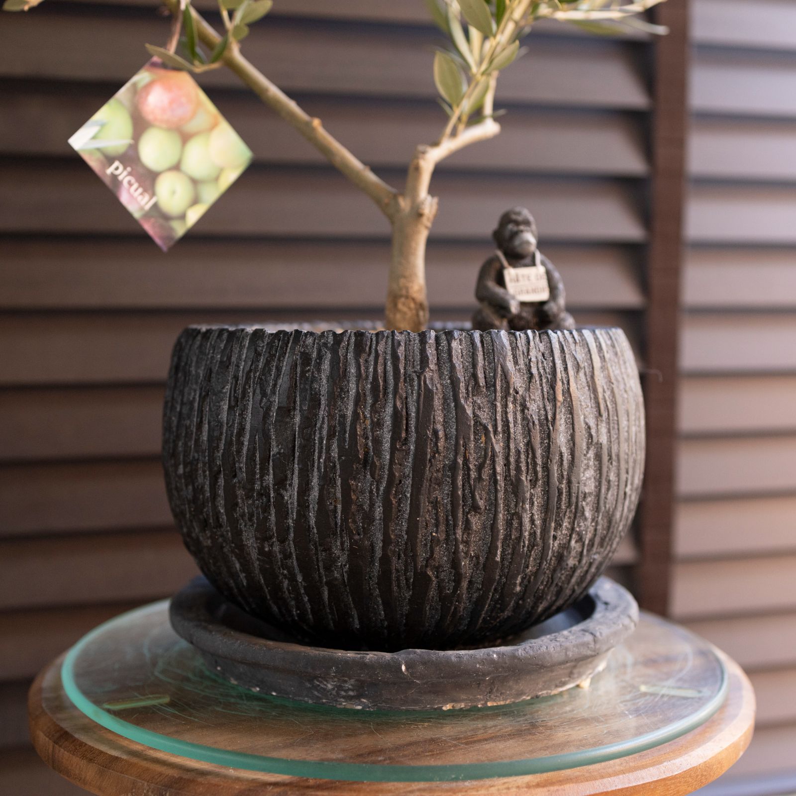 創樹 Olive オリーブの木 盆栽 SOUJU Picual ピクアル オリーブ 7号