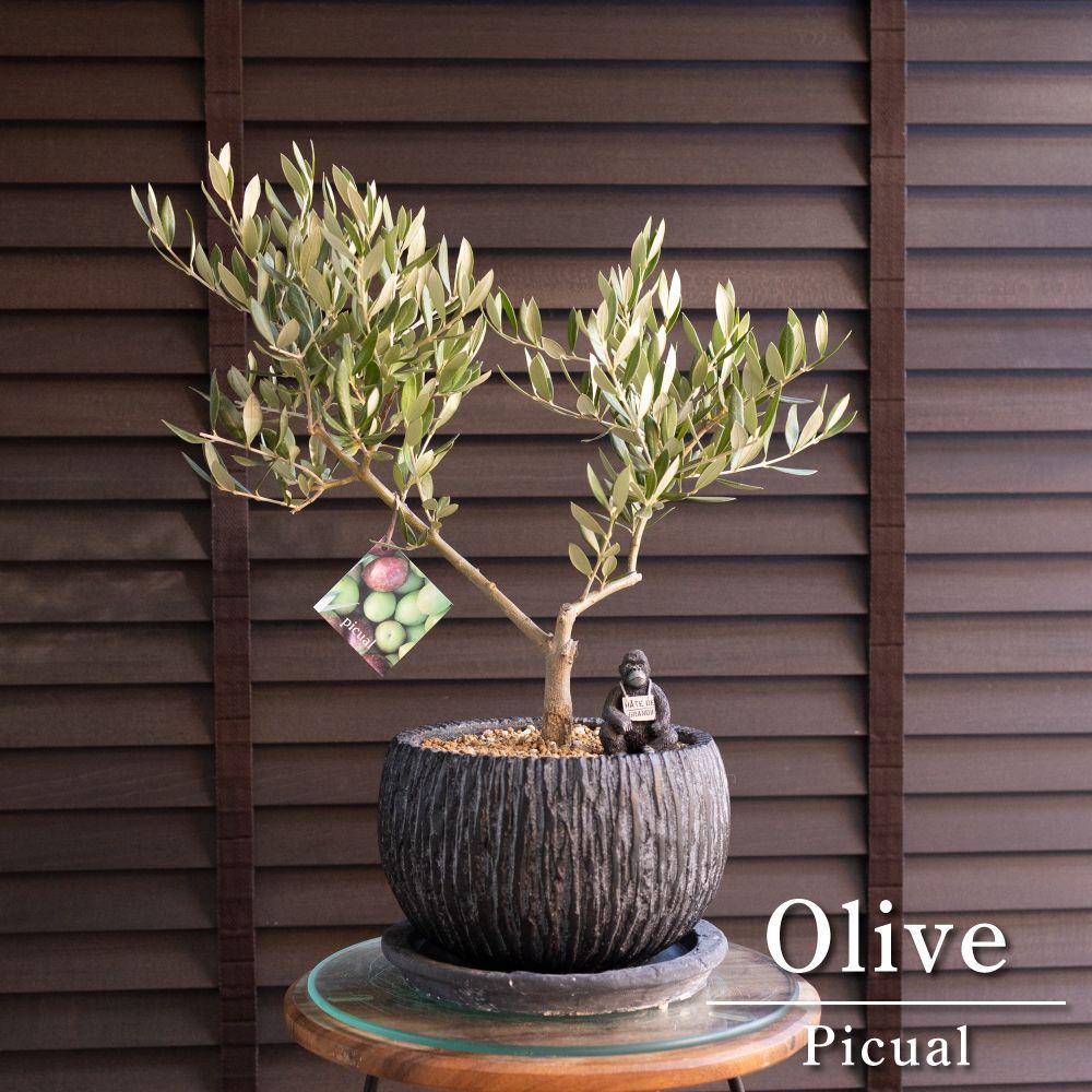 創樹 Olive オリーブの木 盆栽 SOUJU Picual ピクアル オリーブ 7号