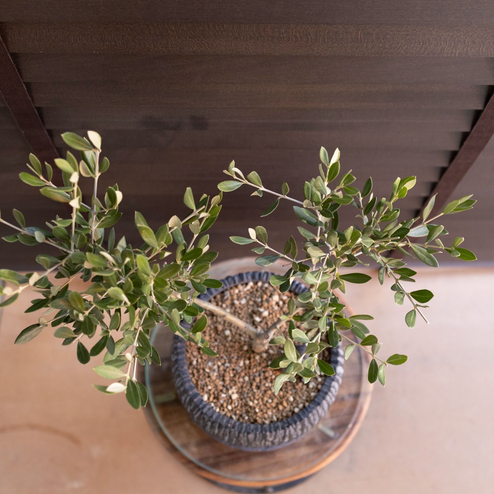 創樹 Olive オリーブの木 盆栽 SOUJU Picual ピクアル オリーブ 7号