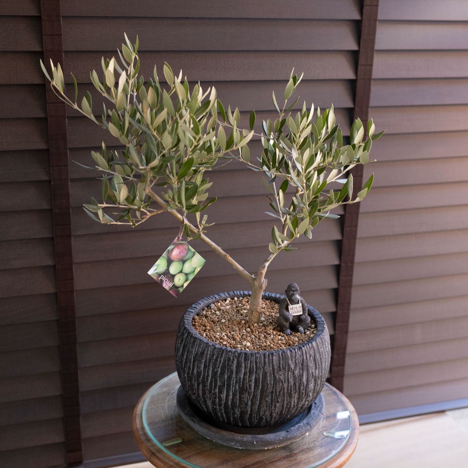 創樹 Olive オリーブの木 盆栽 SOUJU Picual ピクアル オリーブ 7号
