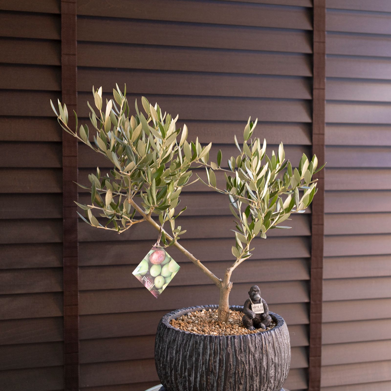 創樹 Olive オリーブの木 盆栽 SOUJU Picual ピクアル オリーブ 7号