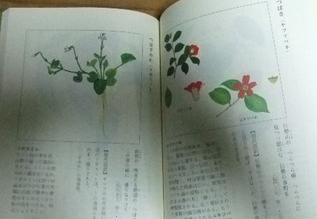 k1895☆絵で見る万葉の植物 絵/酢山隆久 文・解説/尾崎富義☆N - メルカリ