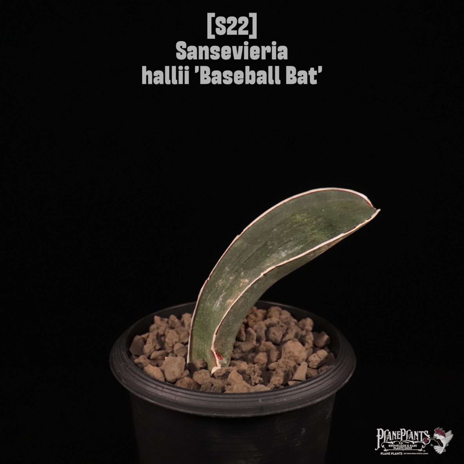 送料無料】Sansevieria hallii 'Baseball Bat'〔サンセベリア〕現品