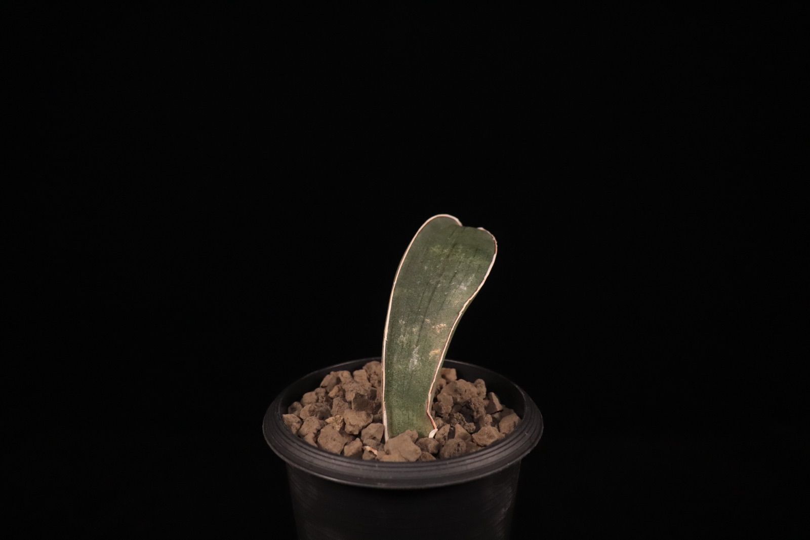 送料無料】Sansevieria hallii 'Baseball Bat'〔サンセベリア〕現品