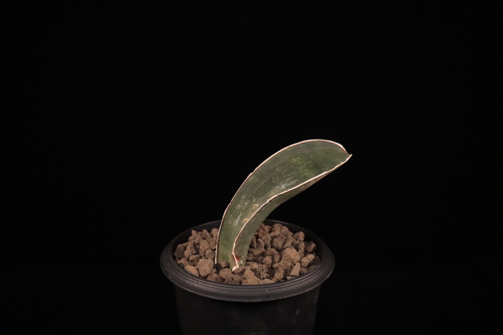 送料無料】Sansevieria hallii 'Baseball Bat'〔サンセベリア〕現品