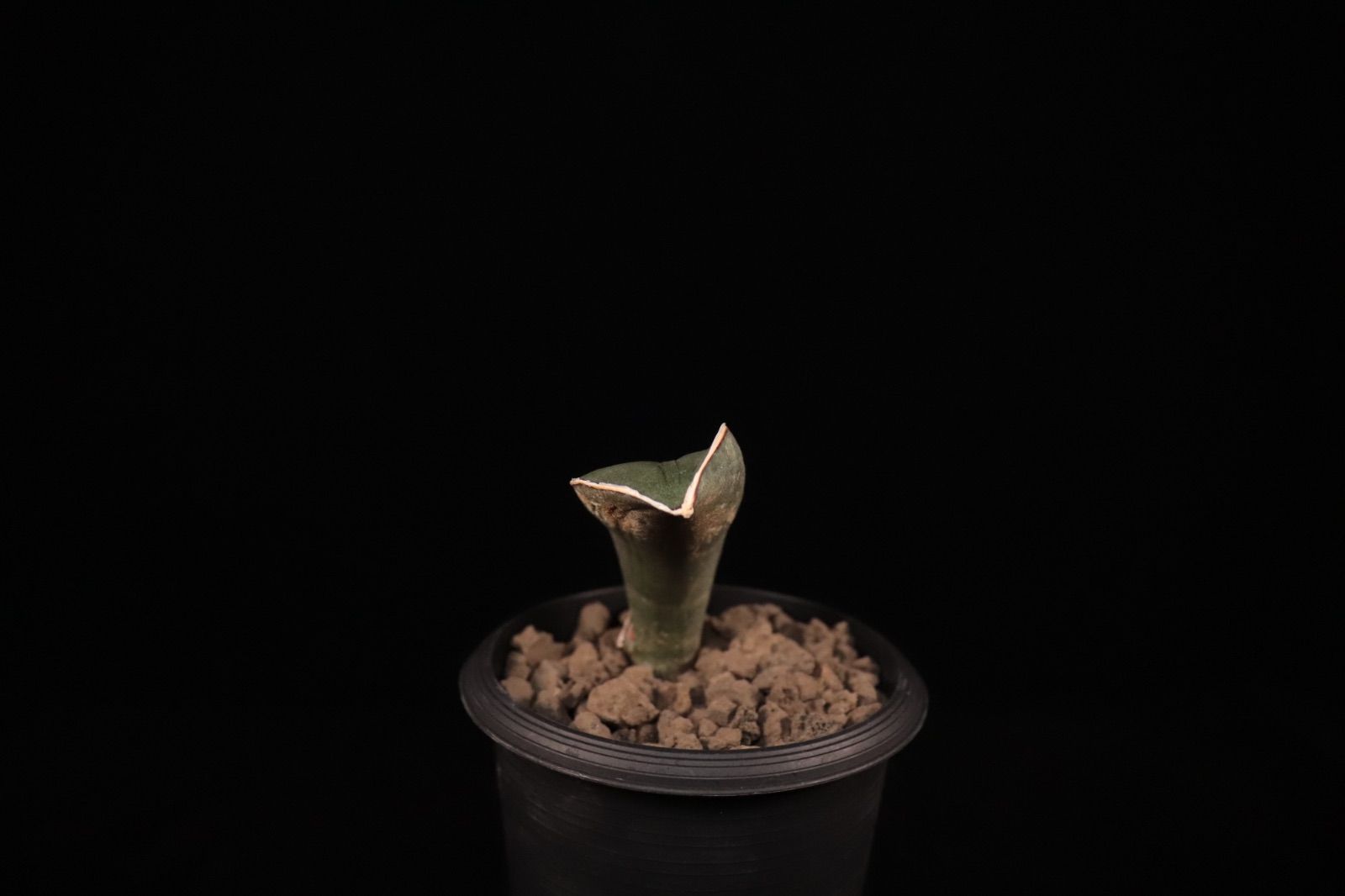 送料無料】Sansevieria hallii 'Baseball Bat'〔サンセベリア〕現品