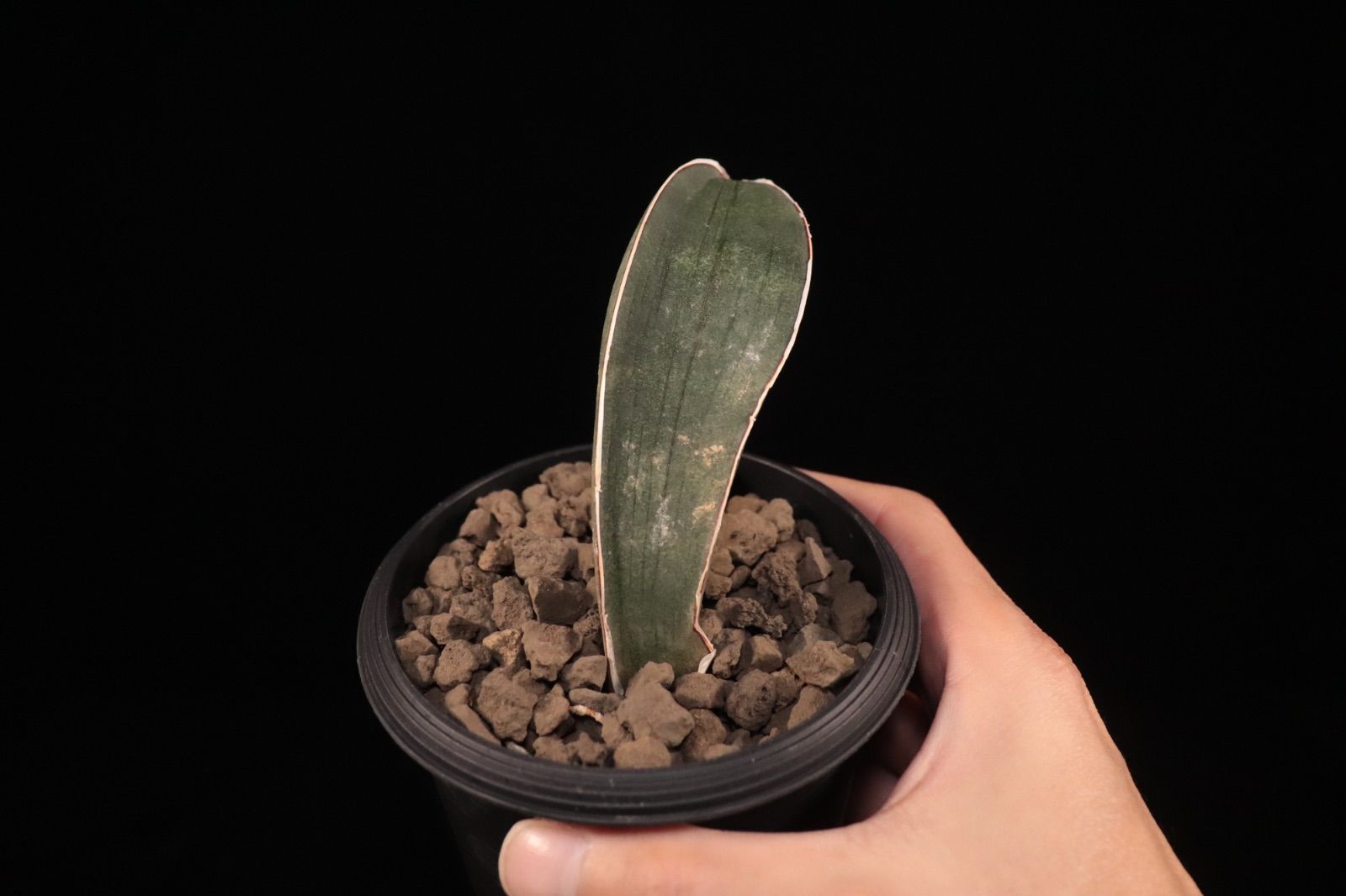 送料無料】Sansevieria hallii 'Baseball Bat'〔サンセベリア〕現品