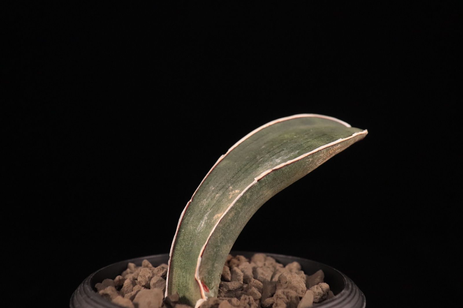 送料無料】Sansevieria hallii 'Baseball Bat'〔サンセベリア〕現品