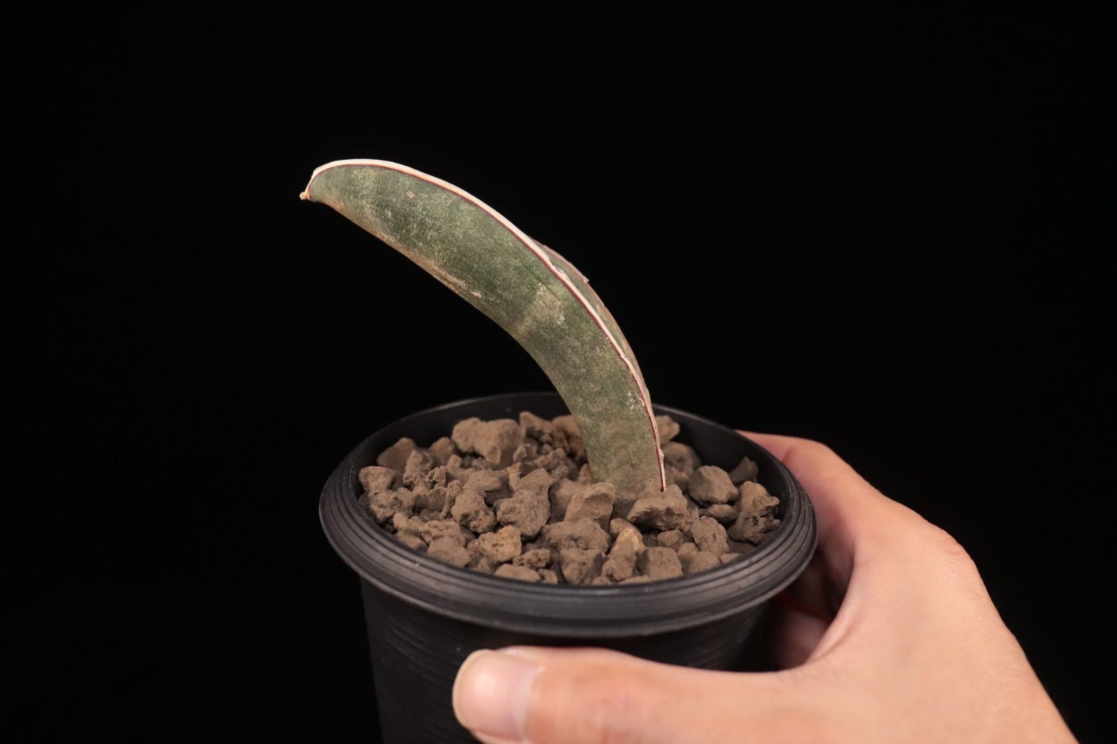 送料無料】Sansevieria hallii 'Baseball Bat'〔サンセベリア〕現品