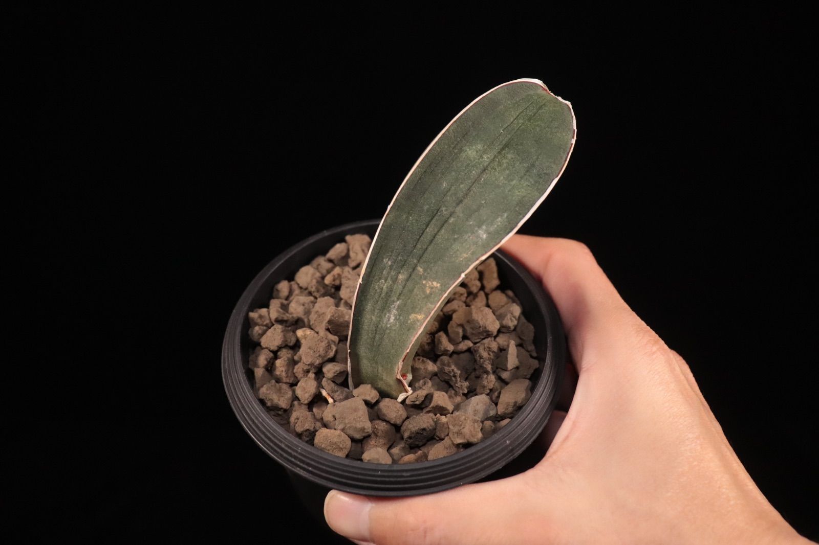 送料無料】Sansevieria hallii 'Baseball Bat'〔サンセベリア〕現品