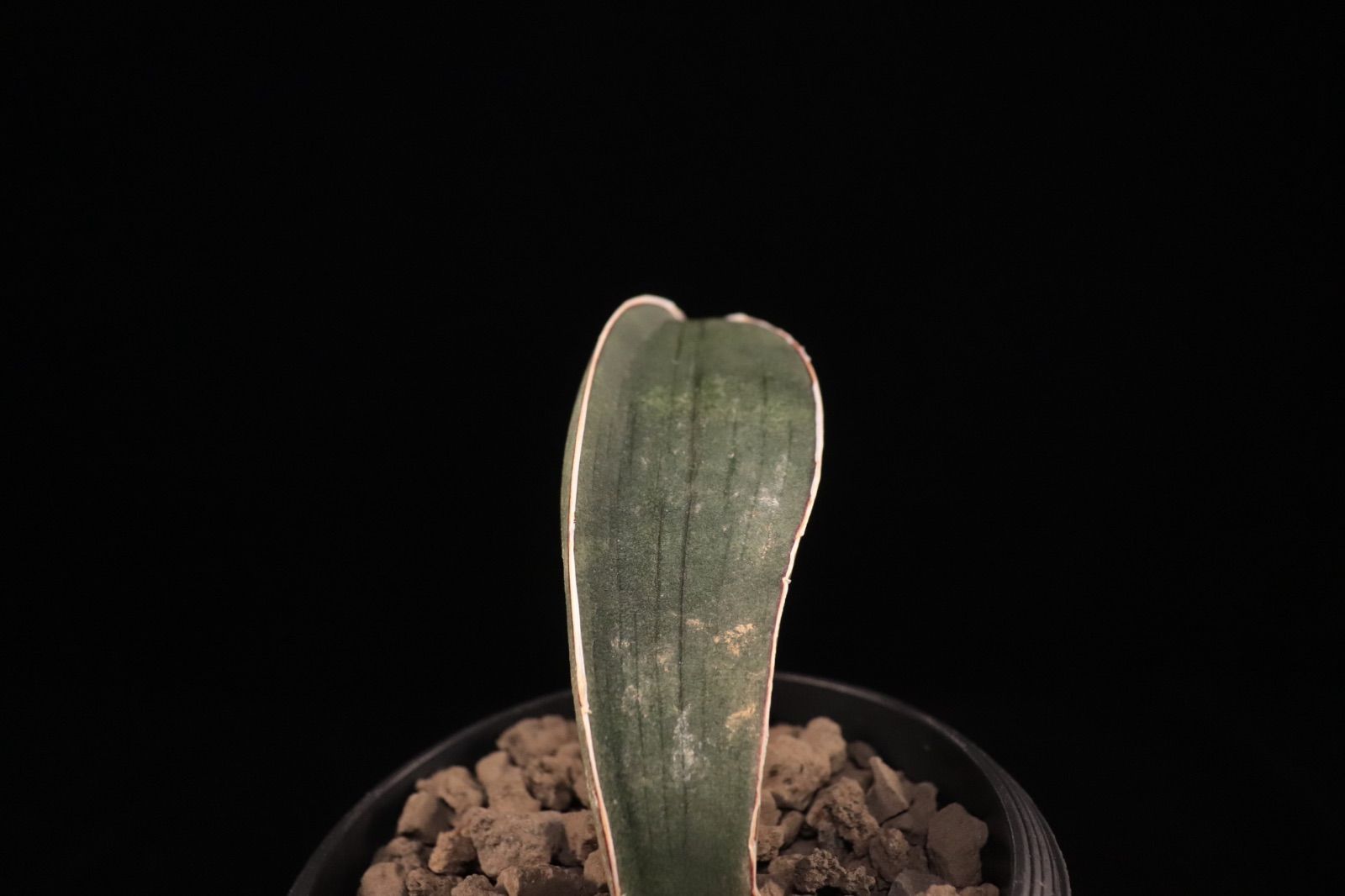 送料無料】Sansevieria hallii 'Baseball Bat'〔サンセベリア〕現品