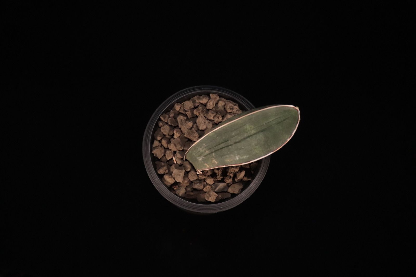 送料無料】Sansevieria hallii 'Baseball Bat'〔サンセベリア〕現品