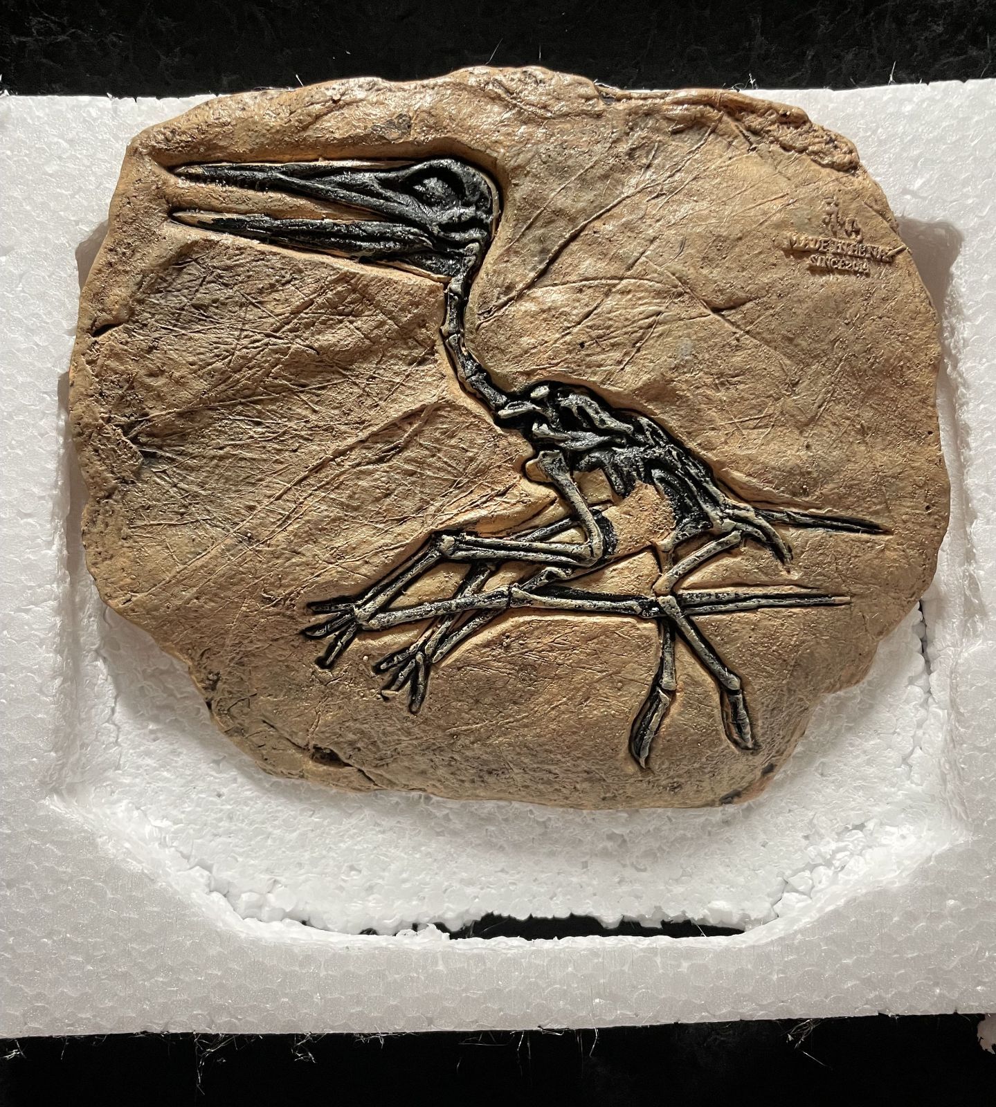 翼竜の化石レプリカ置物 幅20.5㎝×高さ19㎝ ランフォリンクス