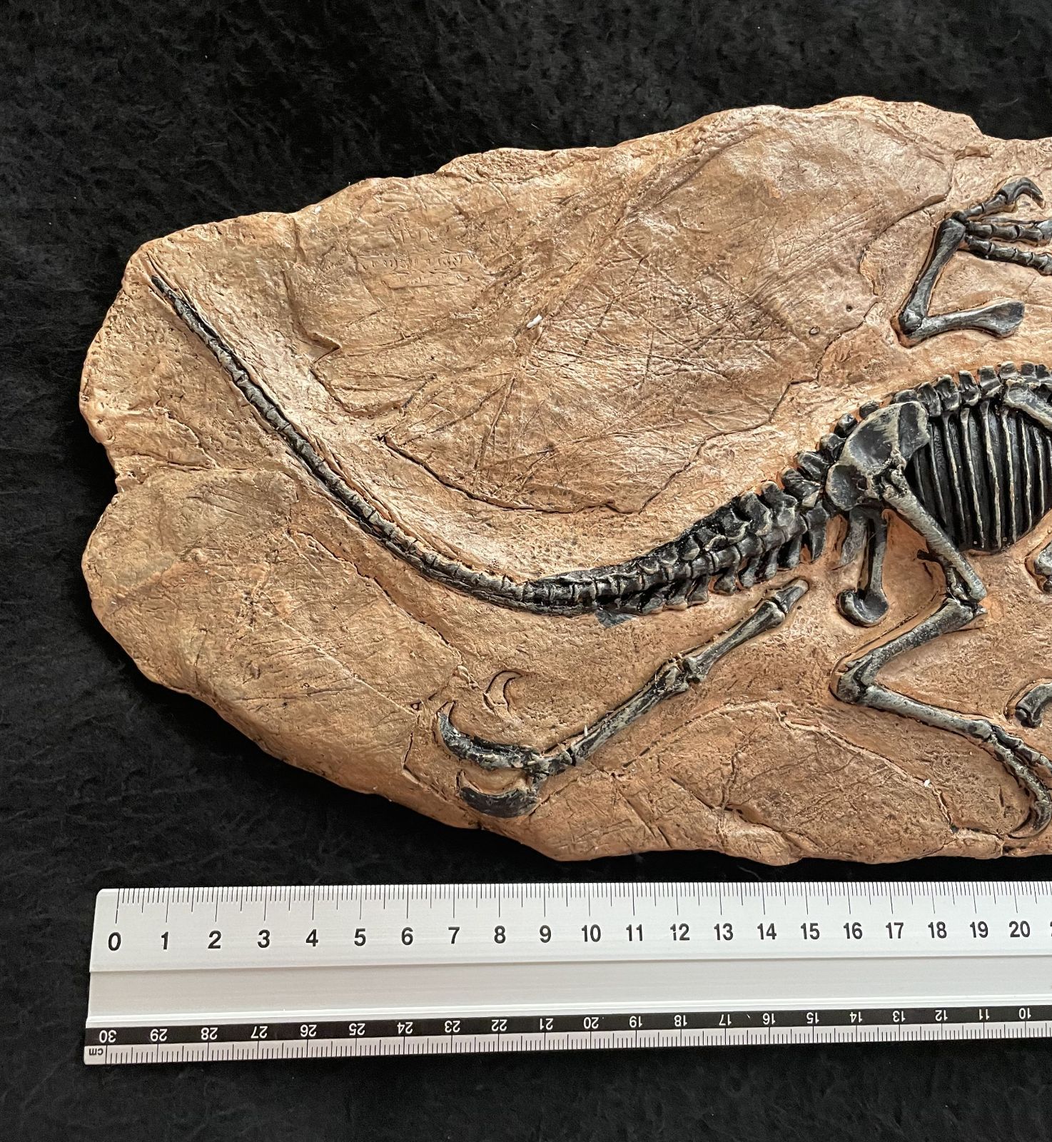 恐竜の化石レプリカ置物 33cm ティラノサウス インテリア - メルカリ