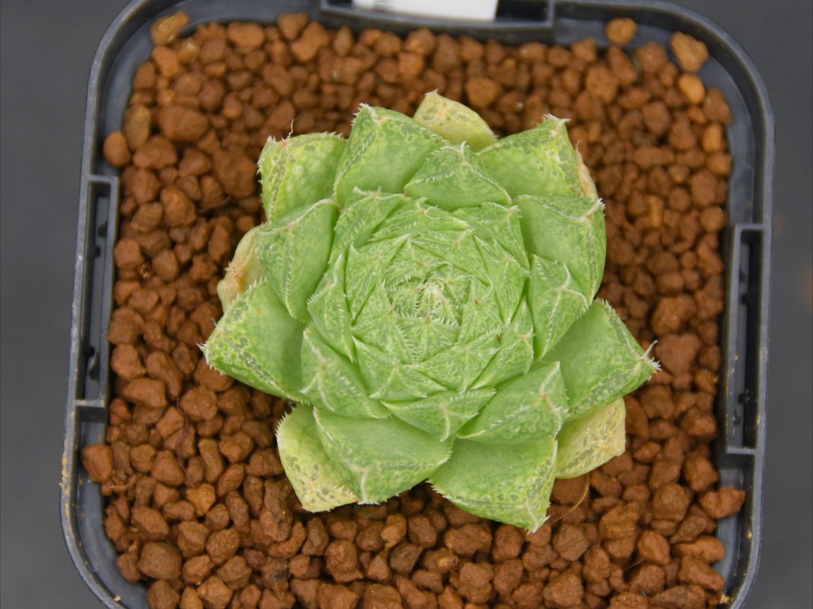 BP ハオルチア グロボシフローラ H nortieri v globosiflora JDV 93 62 Botterkloof