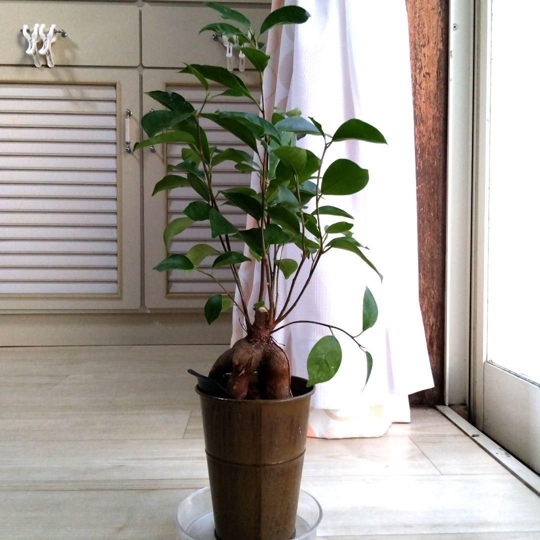 ガジュマル☆多幸の木☆観賞用☆鉢を含め高さ42cmぐらい☆初心者にも