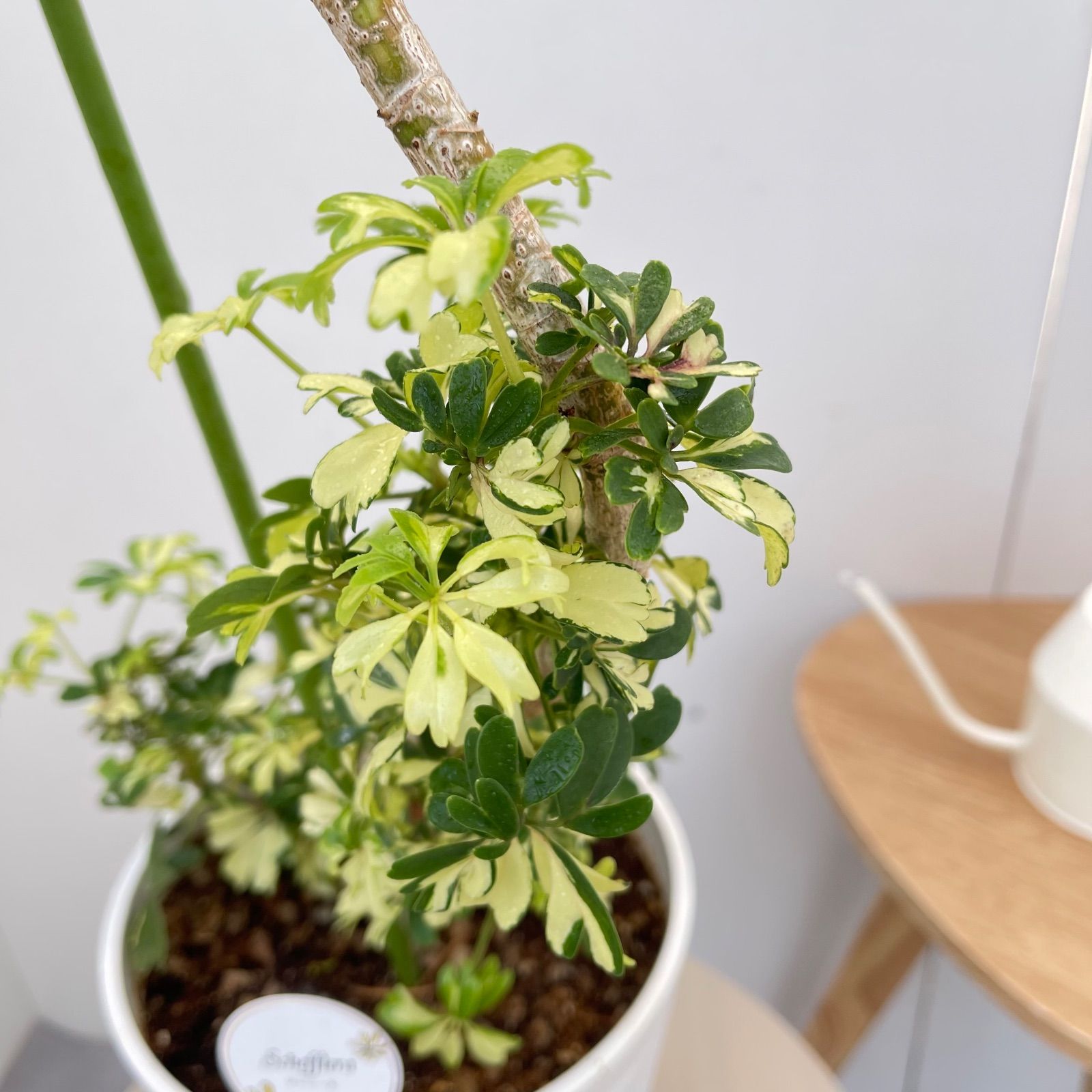 シェフレラ ジェニーネ 1【現品】☆希少☆ 観葉植物 室内 斑入り