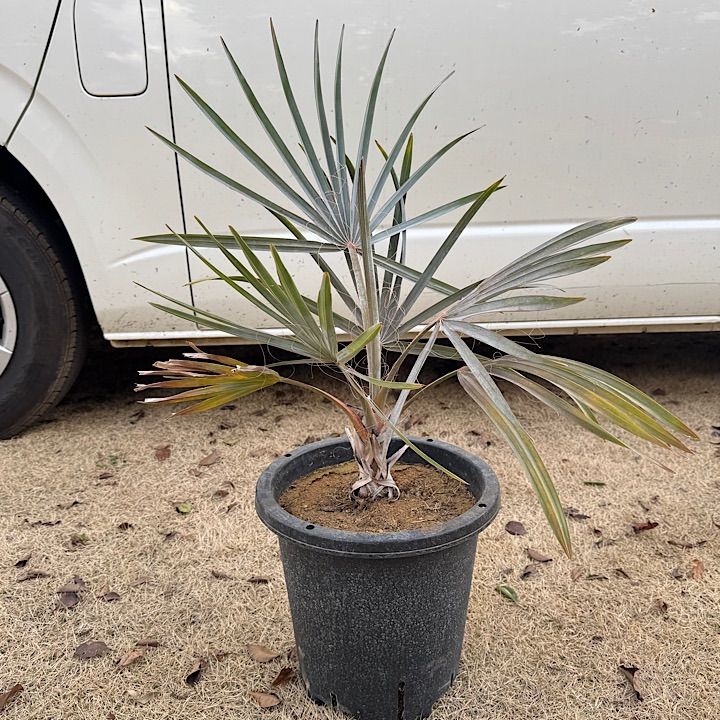 80 cm ビスマルキア ノビリス シルバー