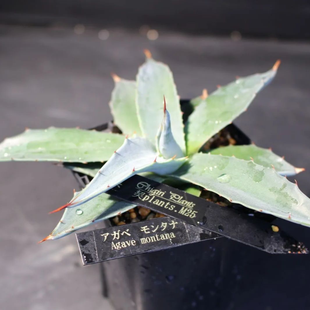 アガベ モンタナ 25 - メルカリ