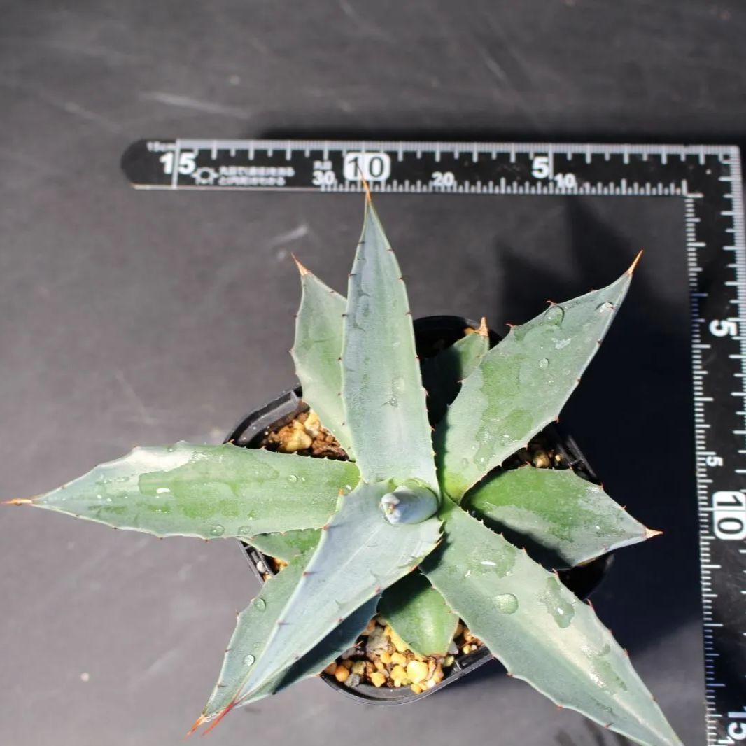 アガベ モンタナ ケースごと メルカリ便 2026年最新】アガベモンタナの