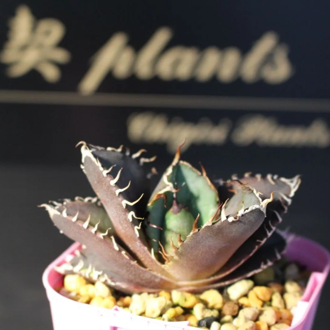 アガベ オテロイ 29 - メルカリ