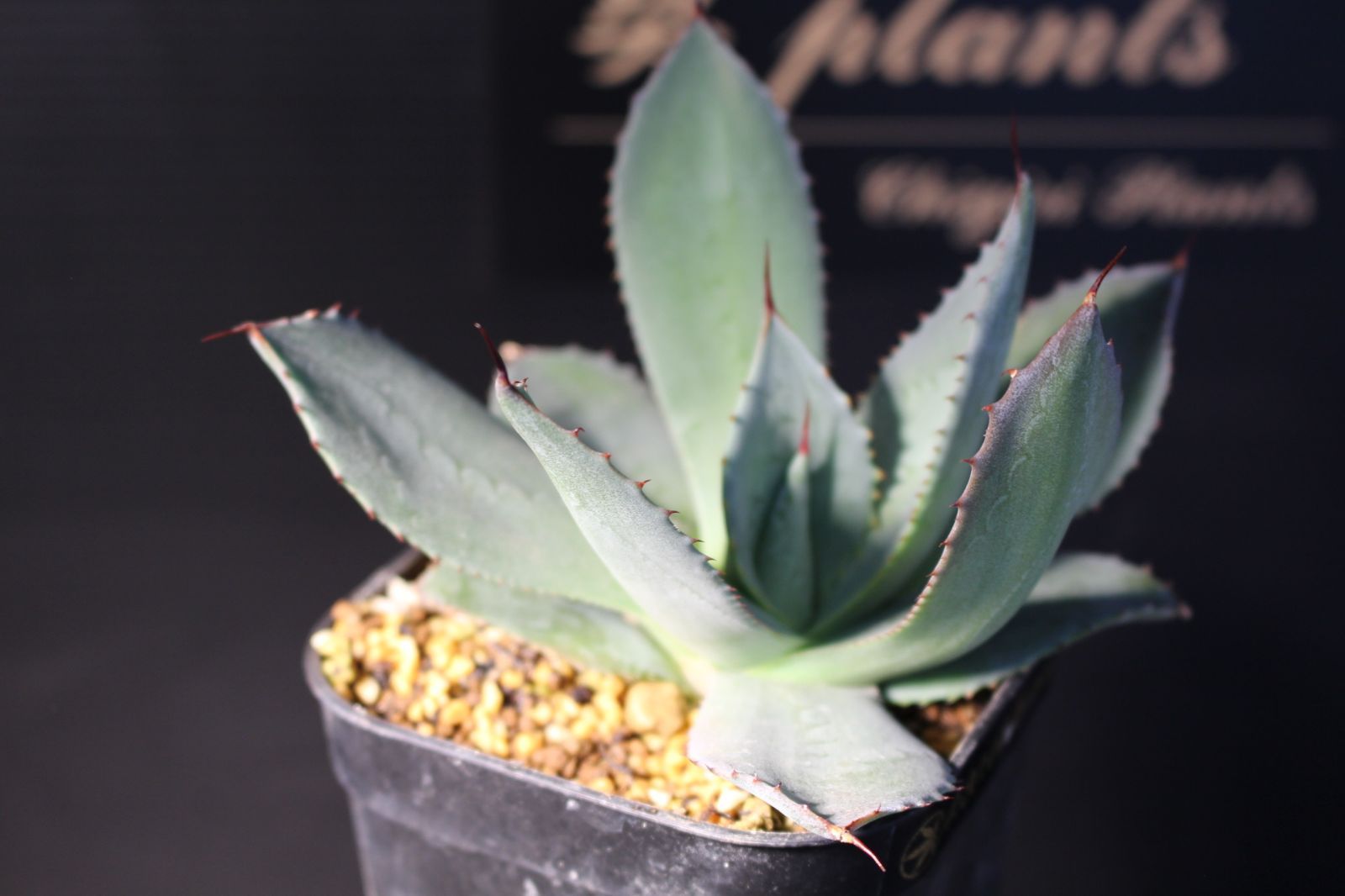 アガベ パリートランカータ 26 - メルカリ