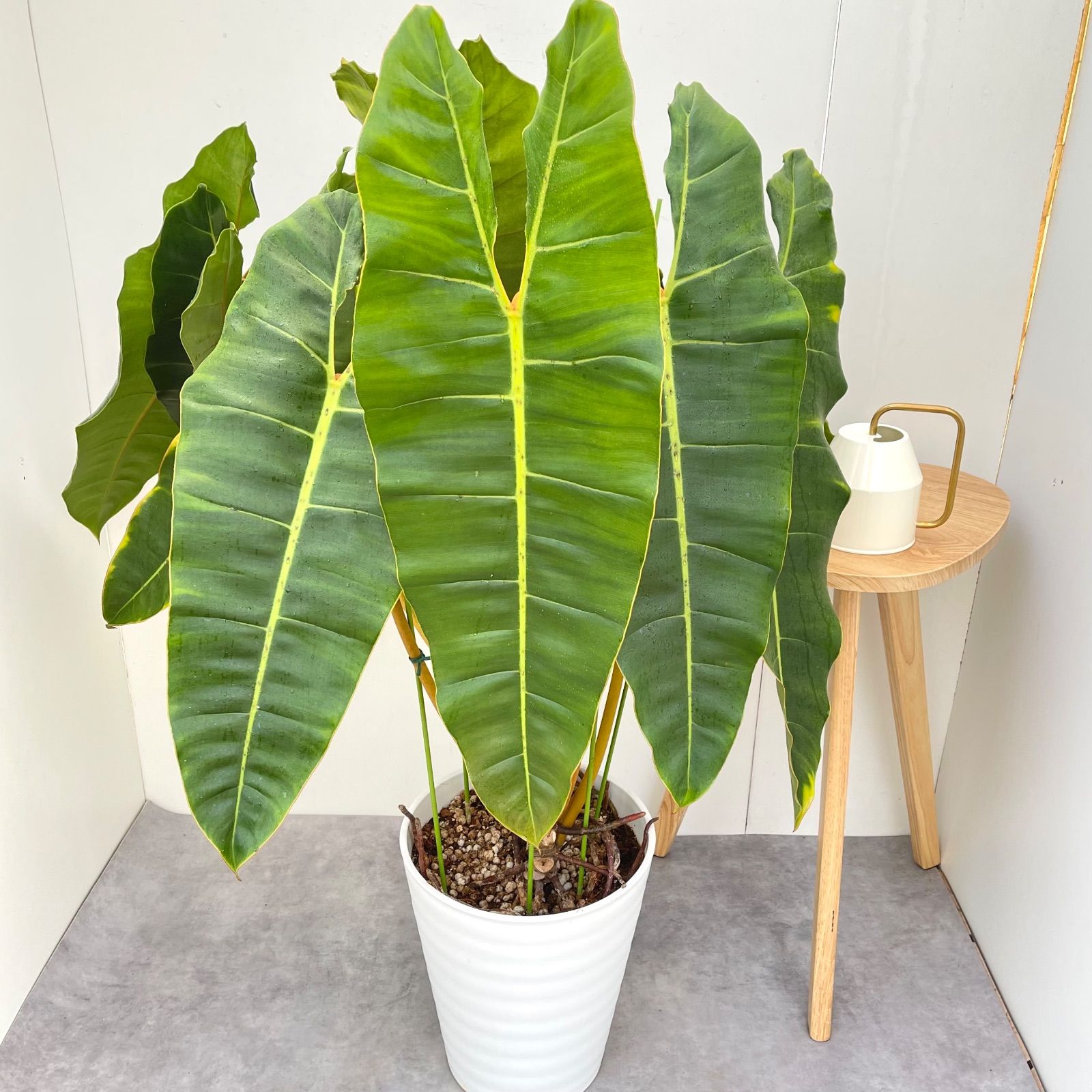 フィロデンドロン ビレッティア 現品 観葉植物 大型 10号