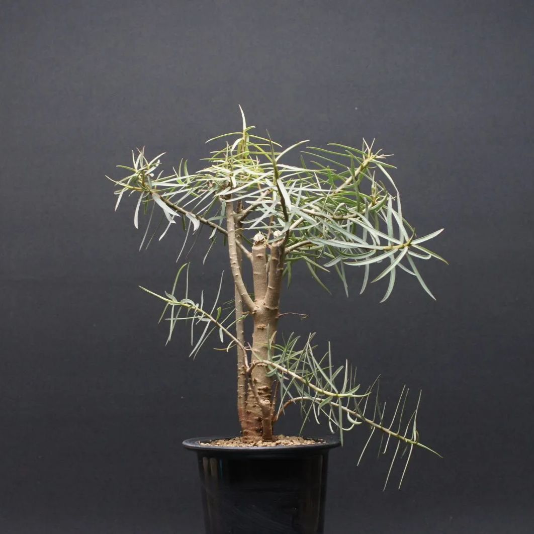 ユーフォルビア バルサミフェラ Euphorbia balsamifera 管理2516