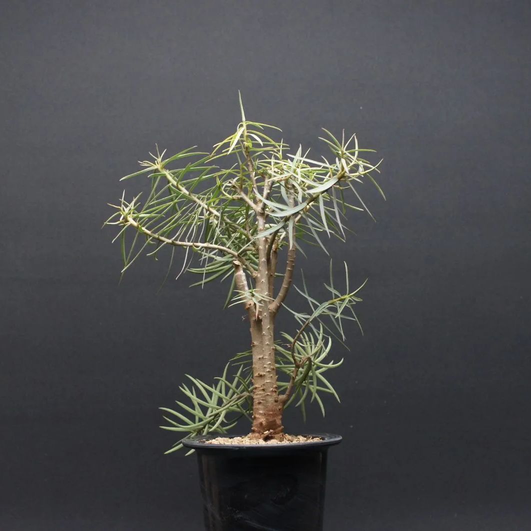 バルサミフェラ