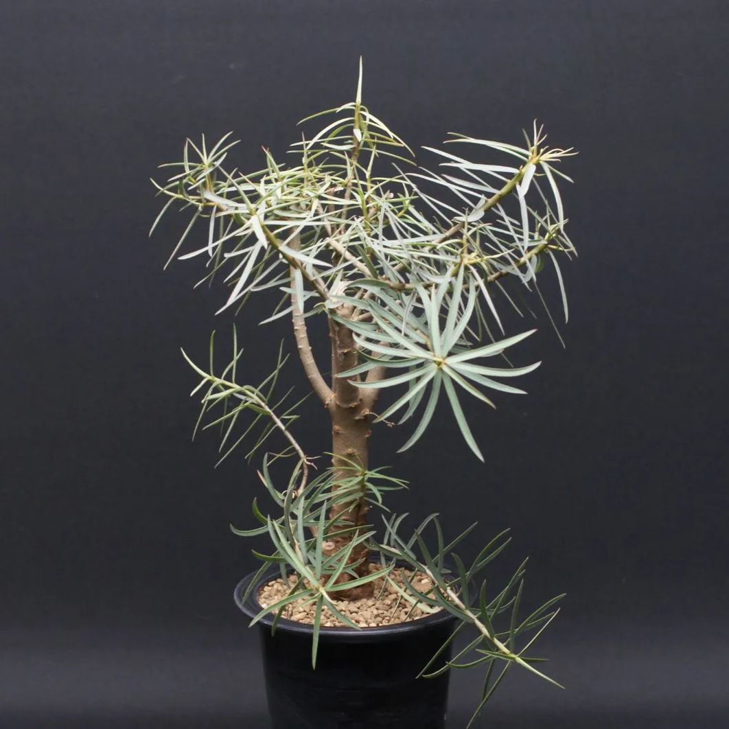 バルサミフェラ