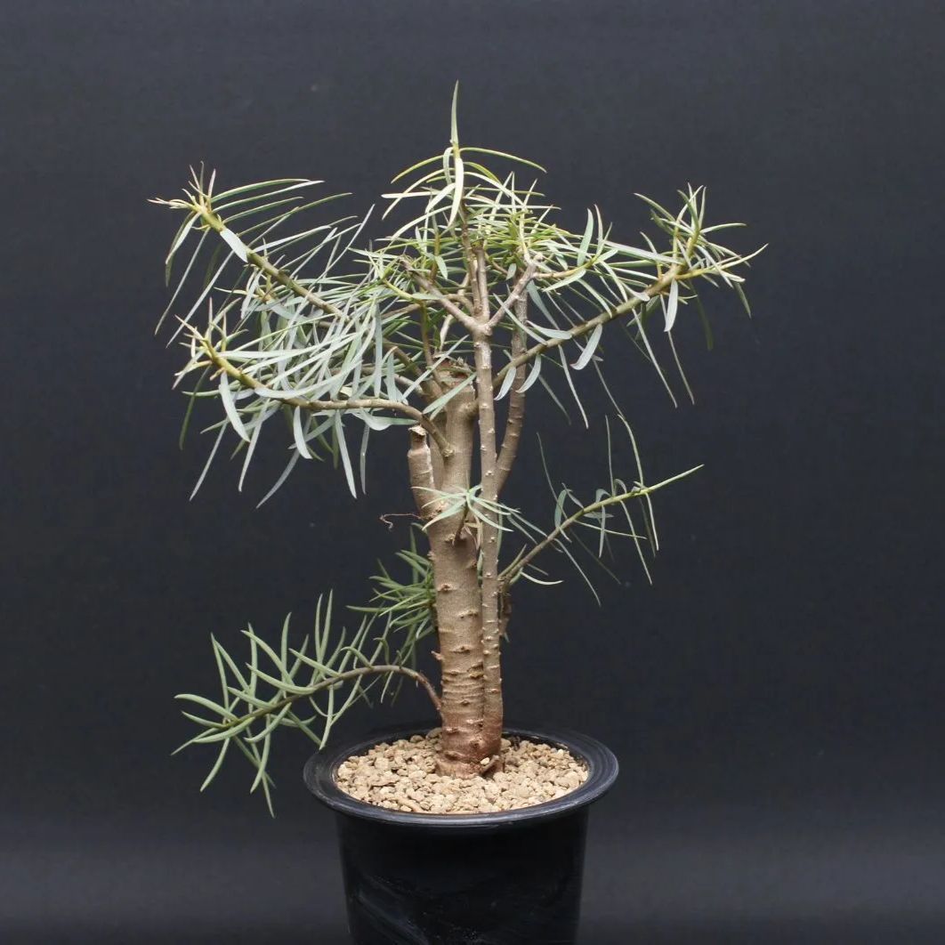 バルサミフェラ Euphorbia