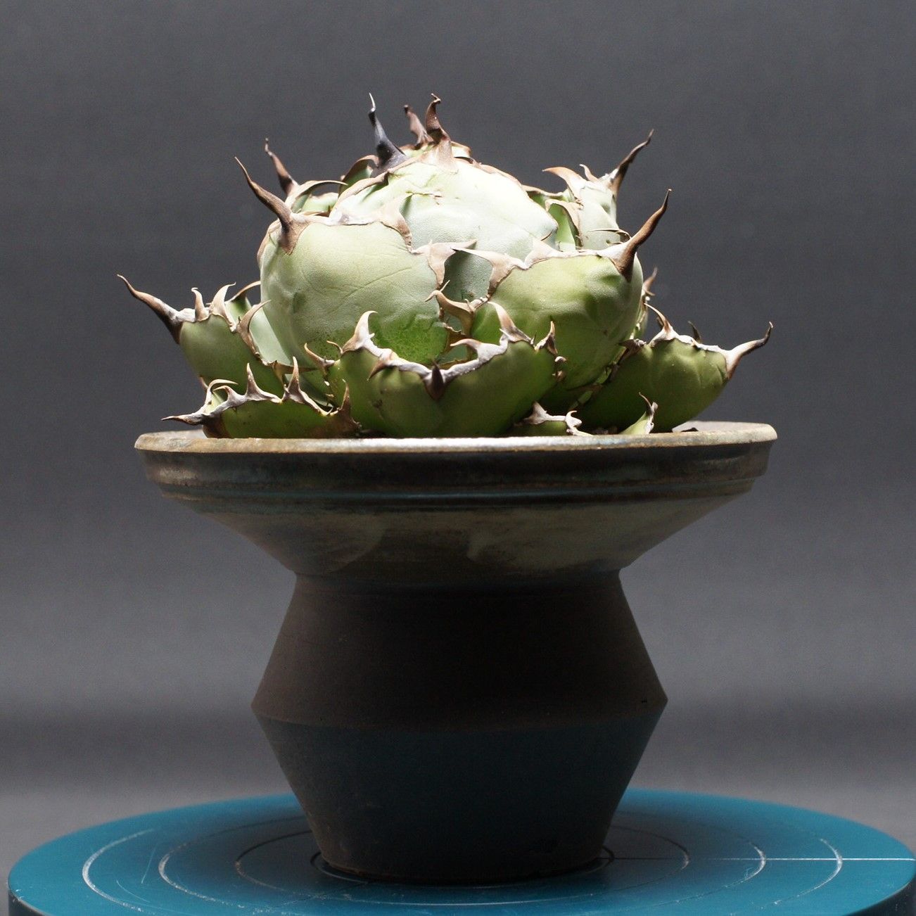 アガベ チタノタ ブラック＆ブルー agave titanota 管理2518