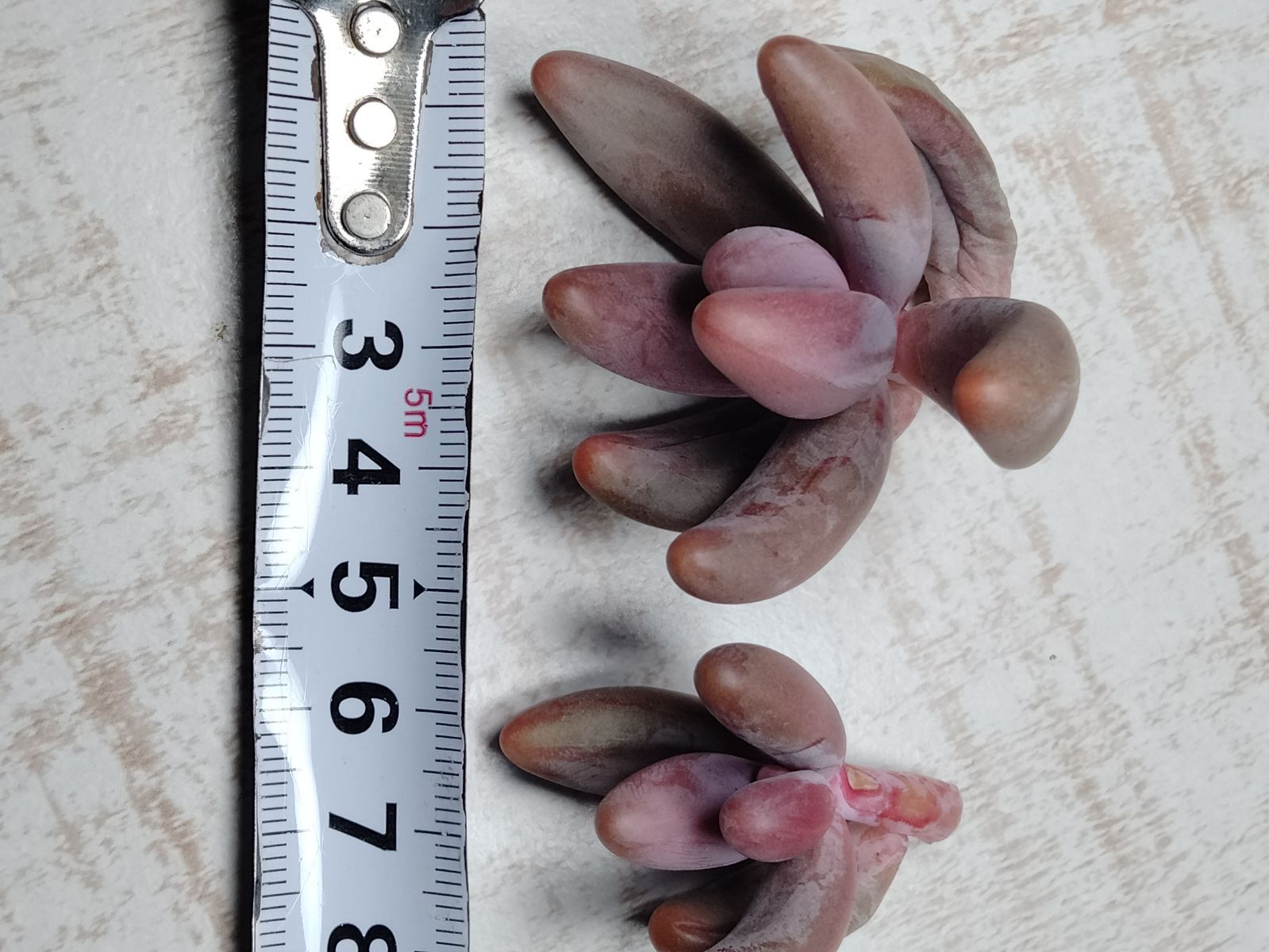 キャンディーグレープ錦 ガンゾー錦 多肉植物 - メルカリ